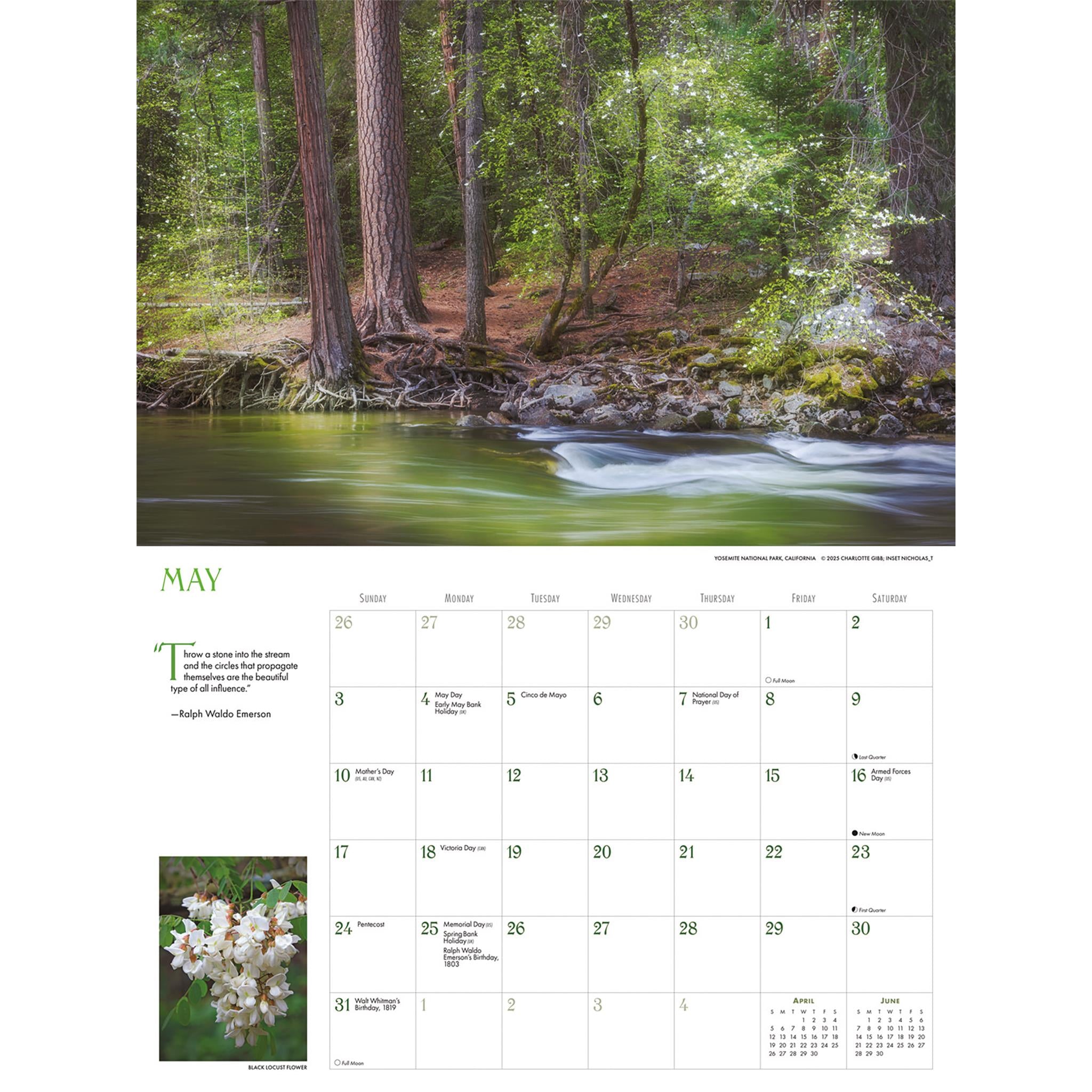 Into The Woods Oversized 2026 Wall Calendar