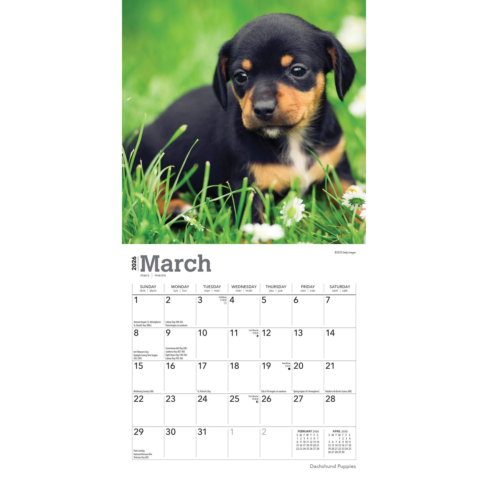 Dachshund Puppies 2026 Mini Calendar
