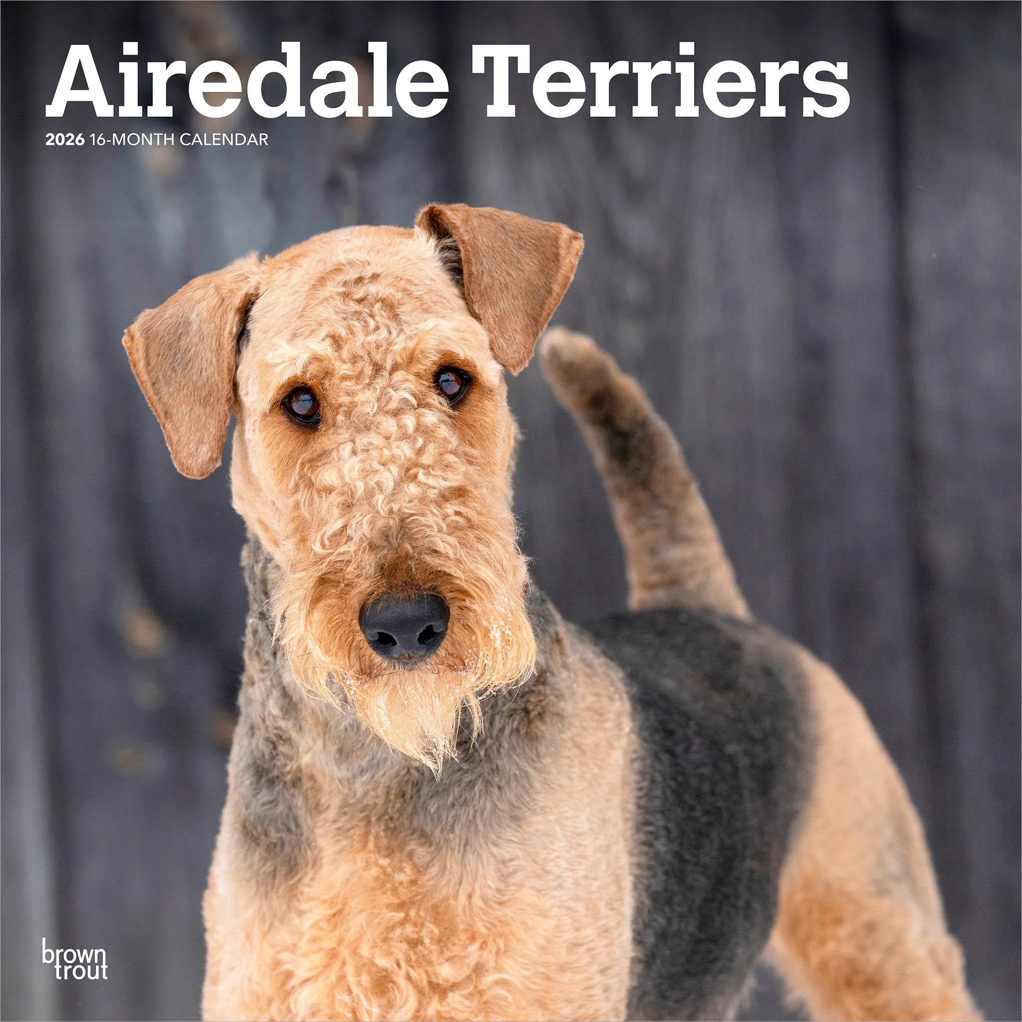 Calendrier mural Airedale Terriers 2026