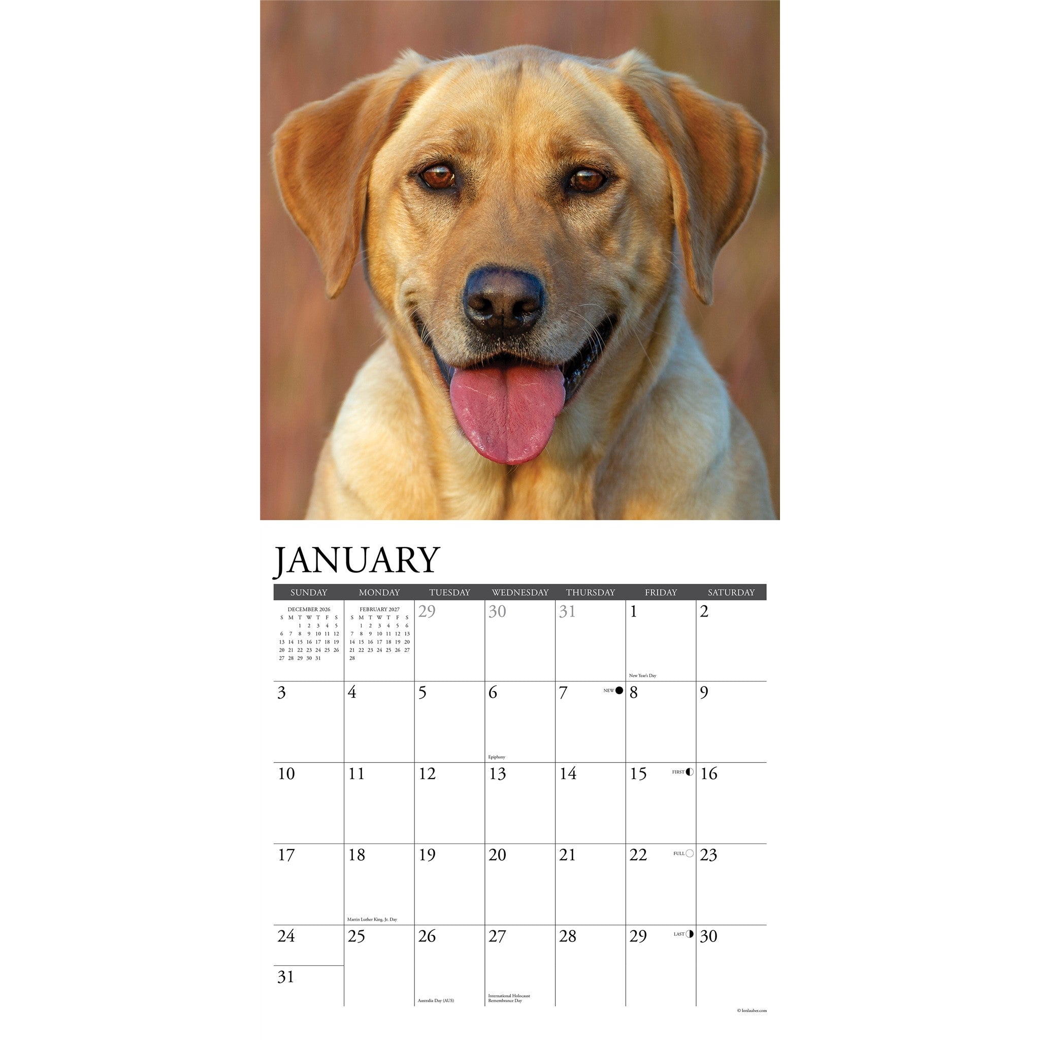 Yellow Labs 2027 Wall Calendar
