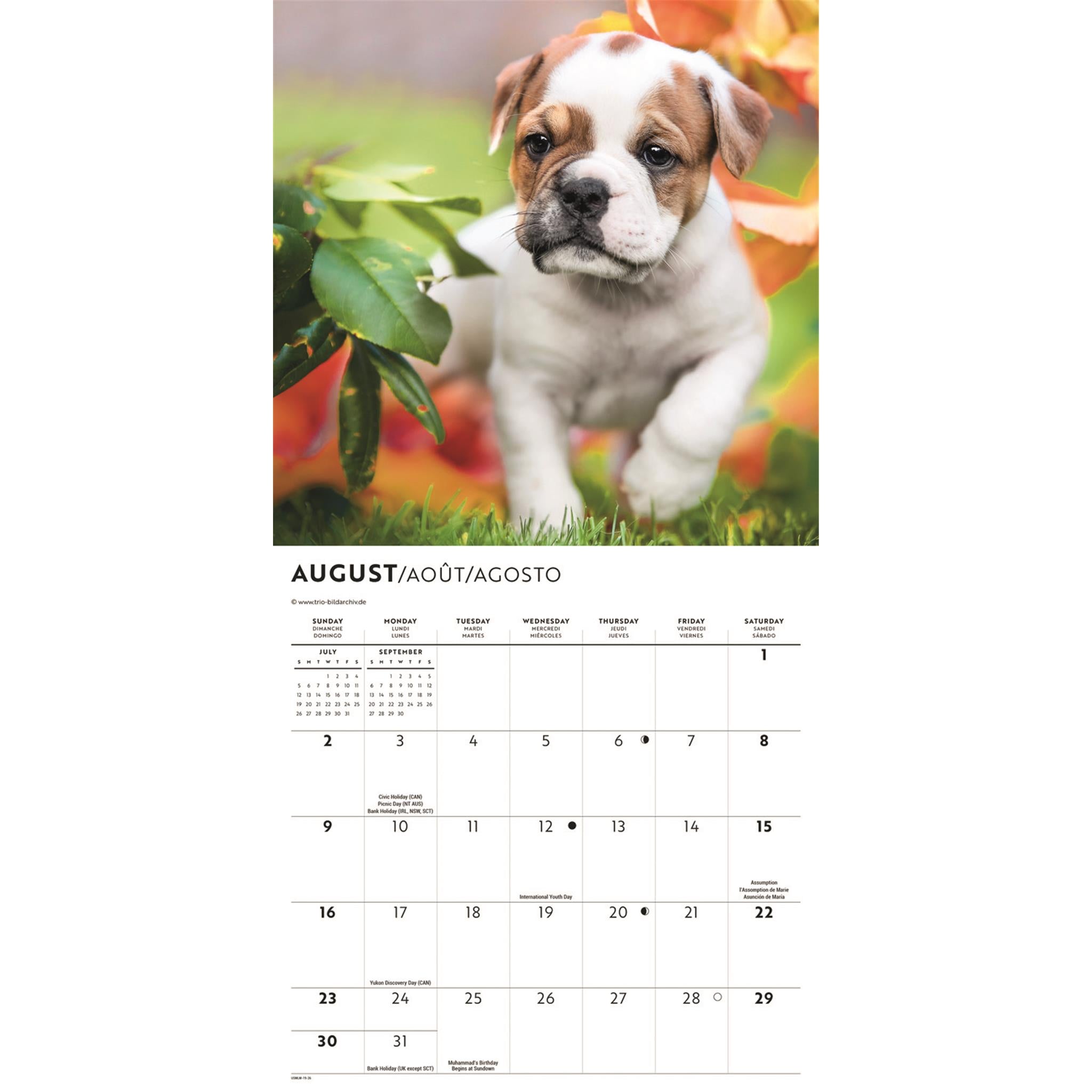 Bulldog Puppies 2026 Mini Calendar