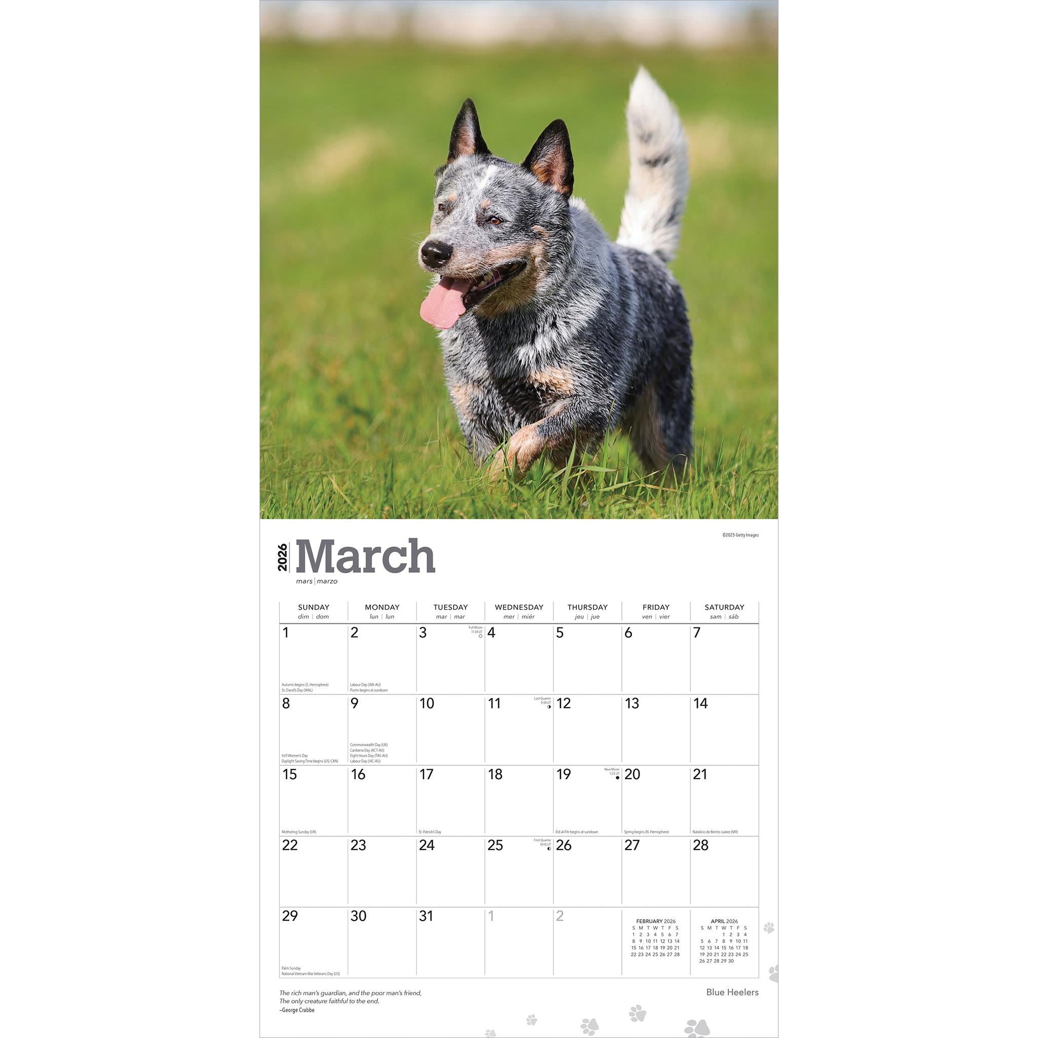 Calendrier mural Blue Heelers 2026