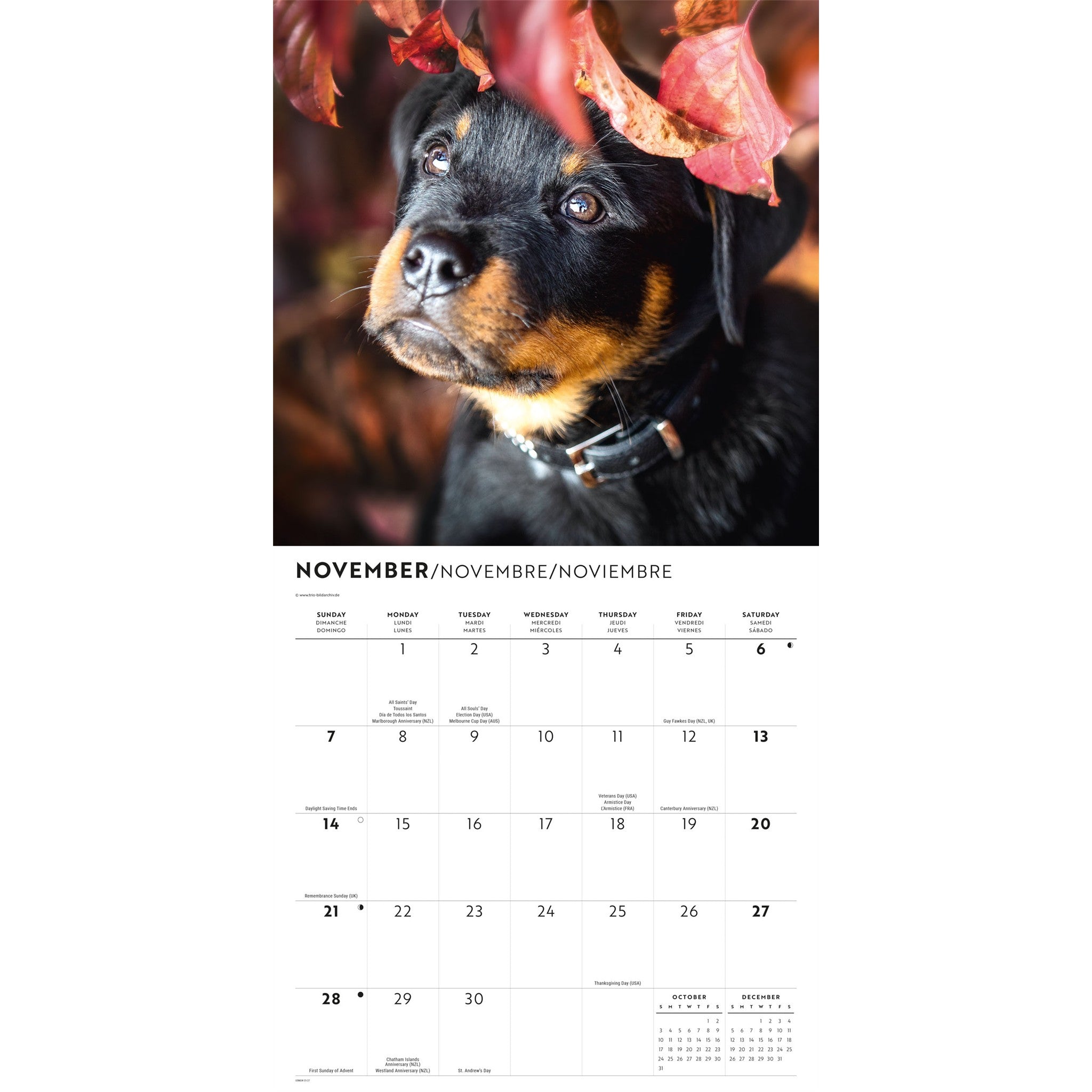 Calendrier mural chiots Rottweiler 2027