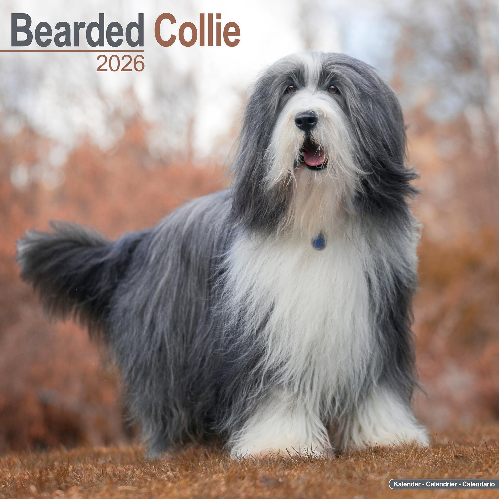 Calendrier mural Bearded Collie 2026