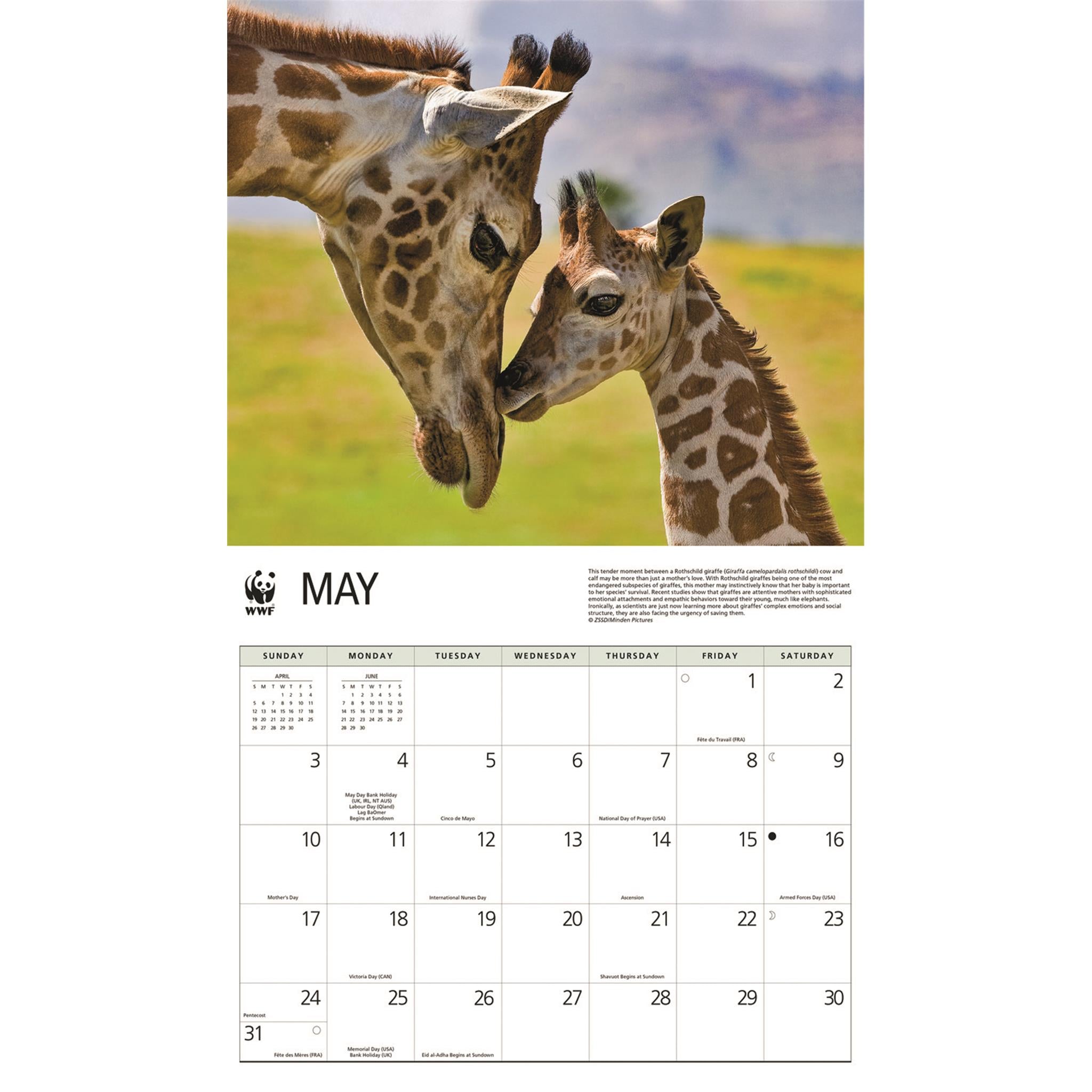 Calendrier mural 2026 du Fonds mondial pour la nature (WWF) sur les girafes