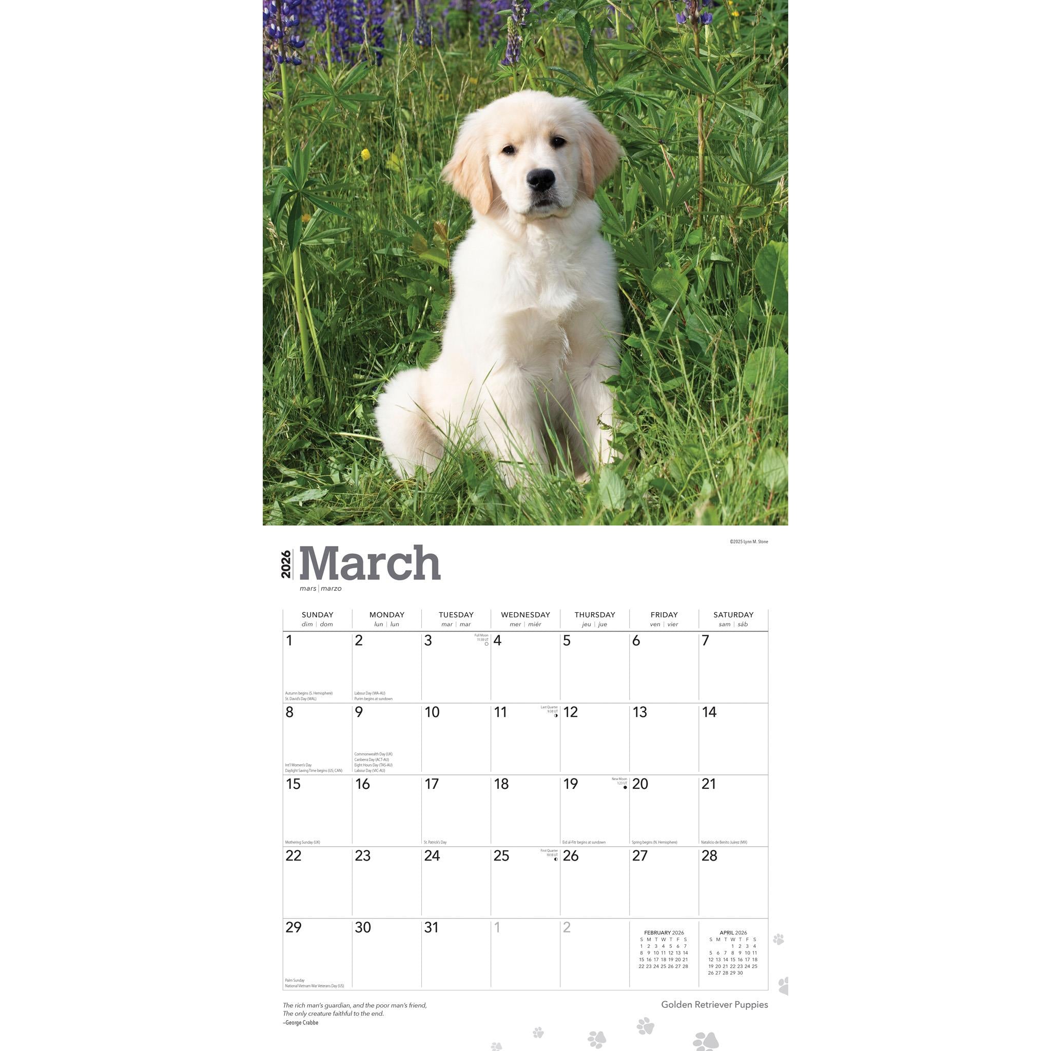 Calendrier mural des chiots Golden Retriever 2026