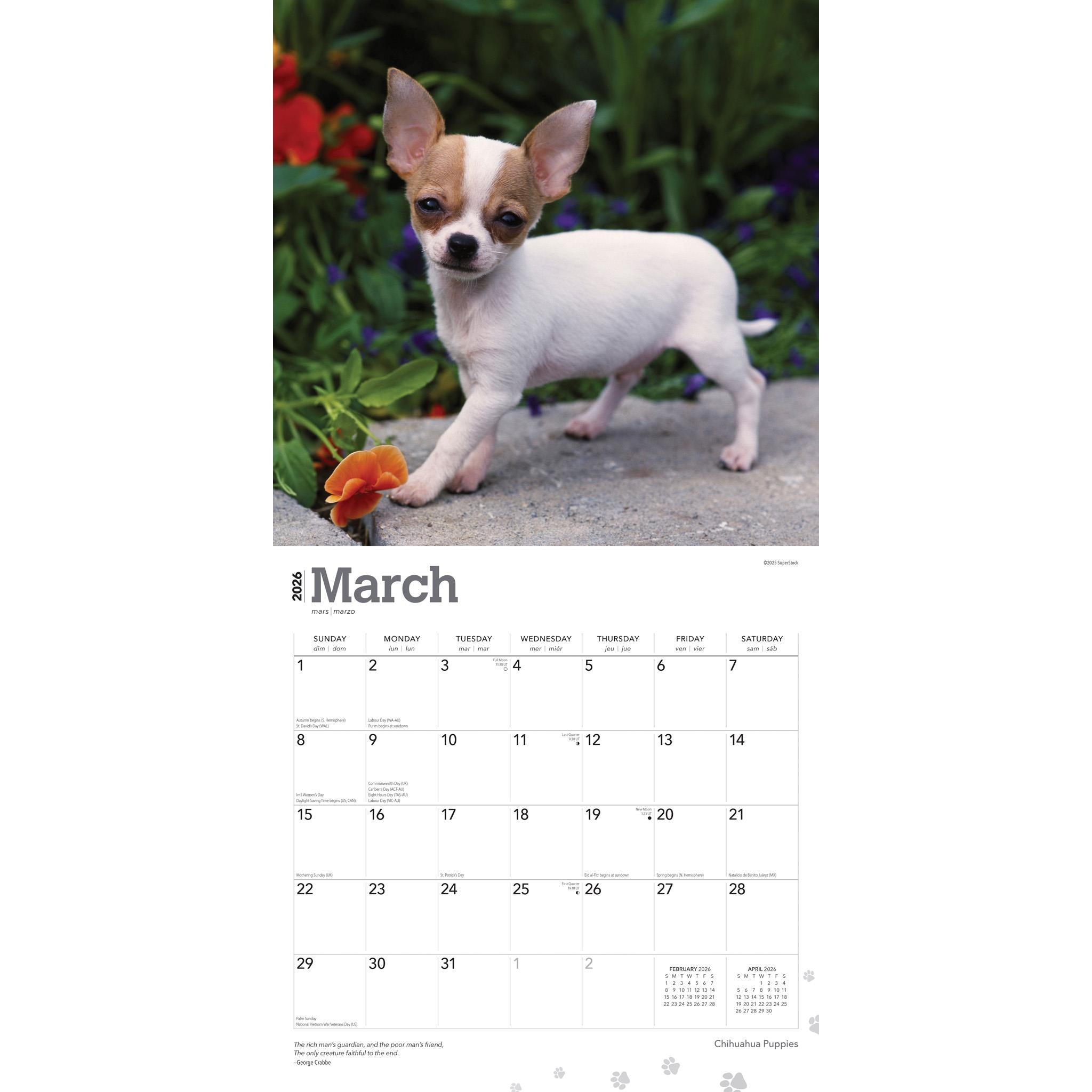 Chihuahua Puppies 2026 Wall Calendar