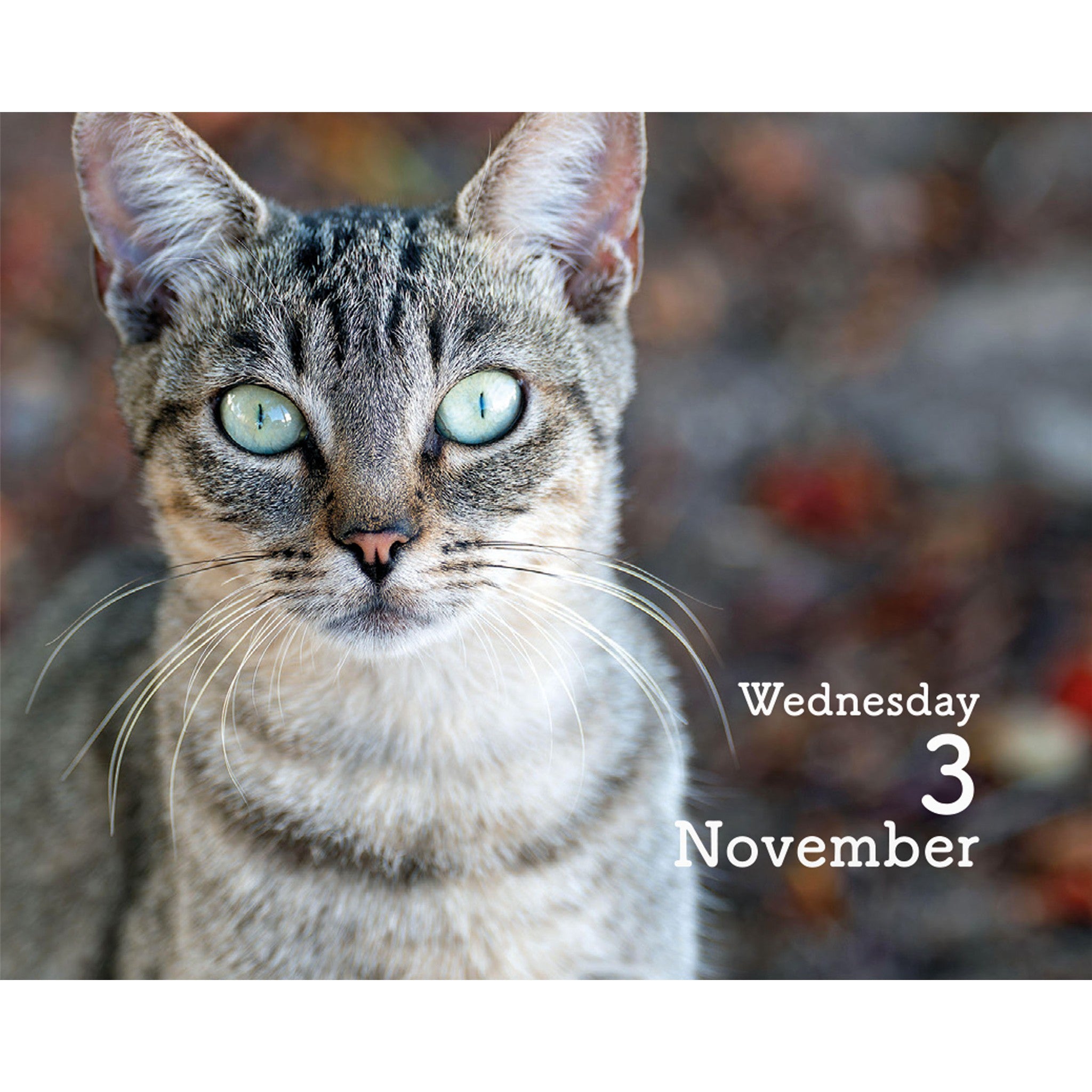 Calendrier petit format Chats 2027