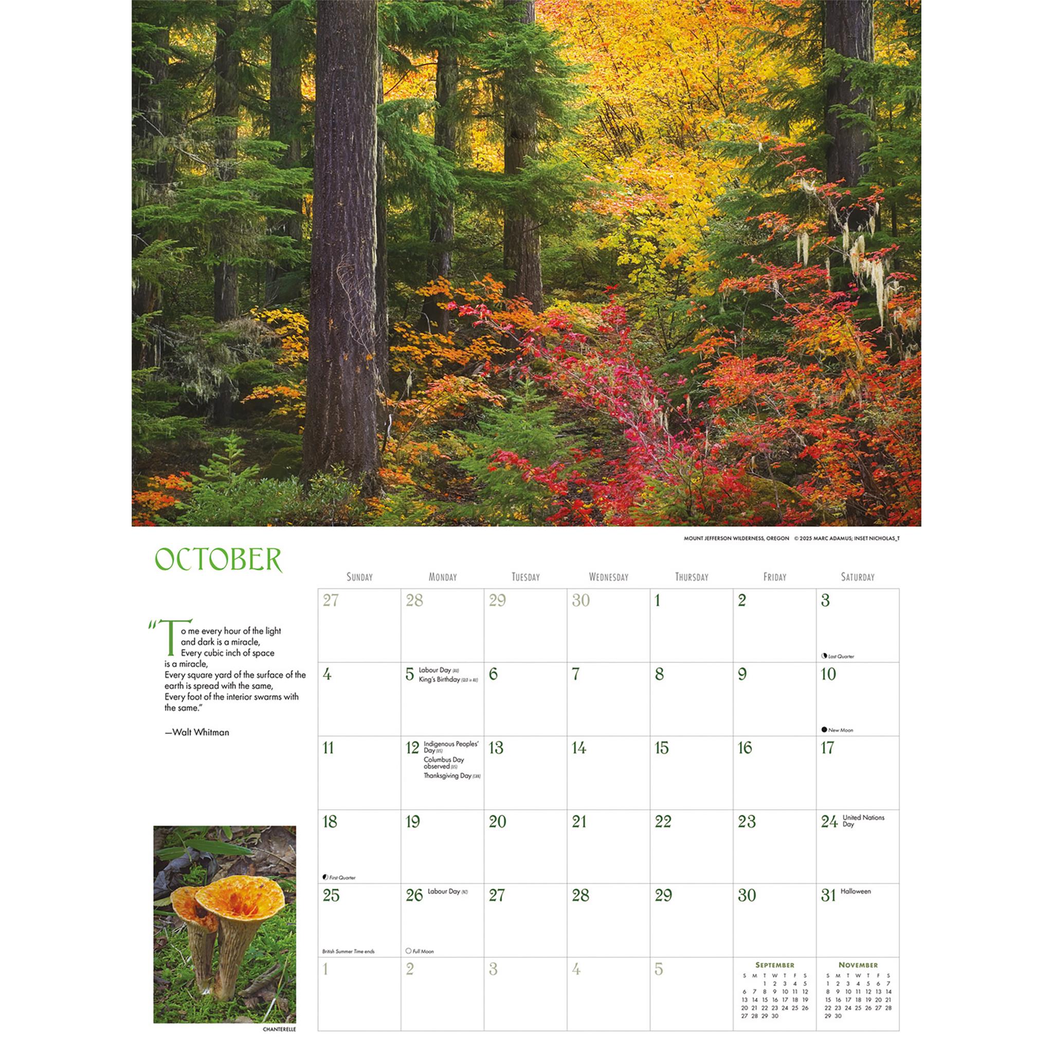 Into The Woods Oversized 2026 Wall Calendar