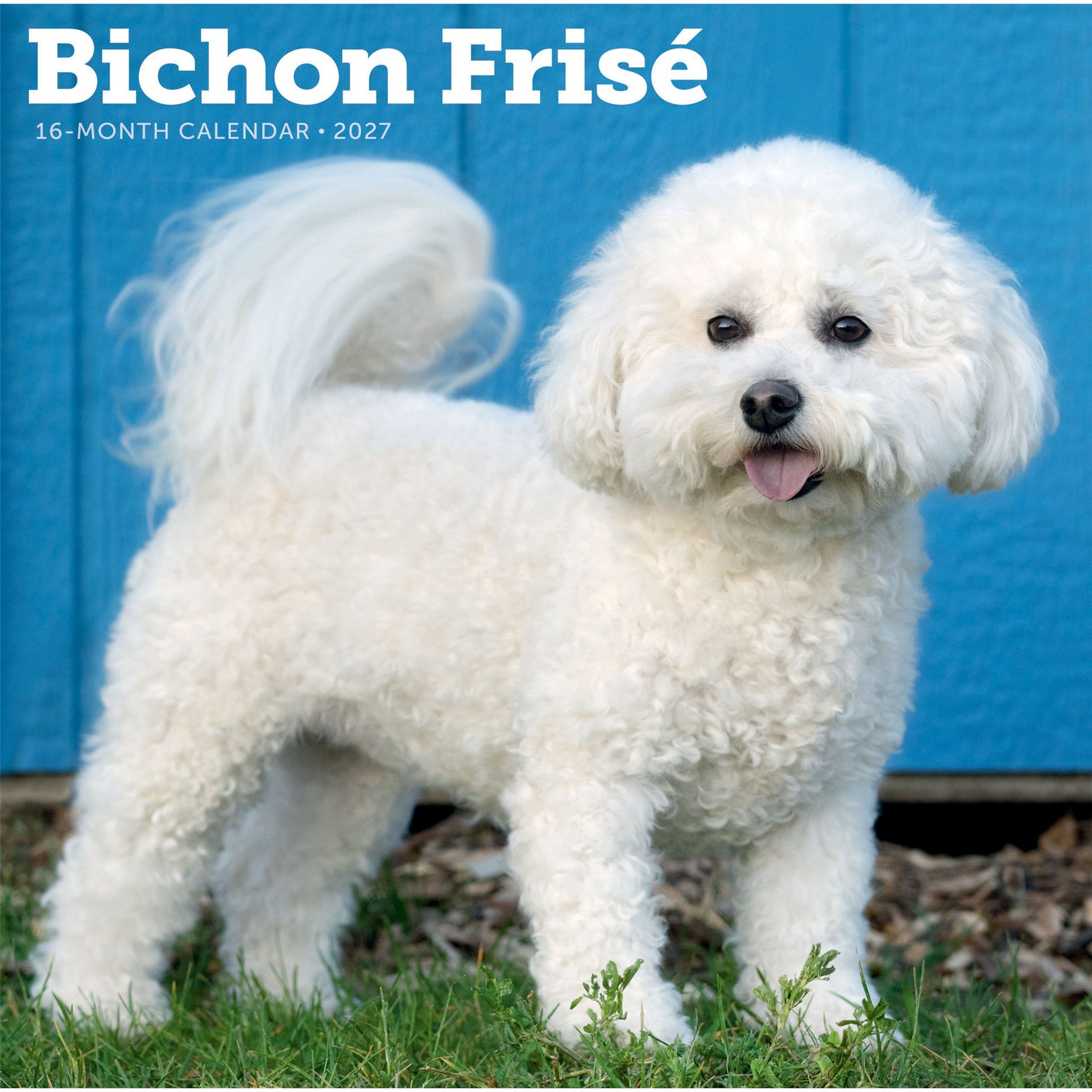 Calendrier mural Bichon frisé 2027