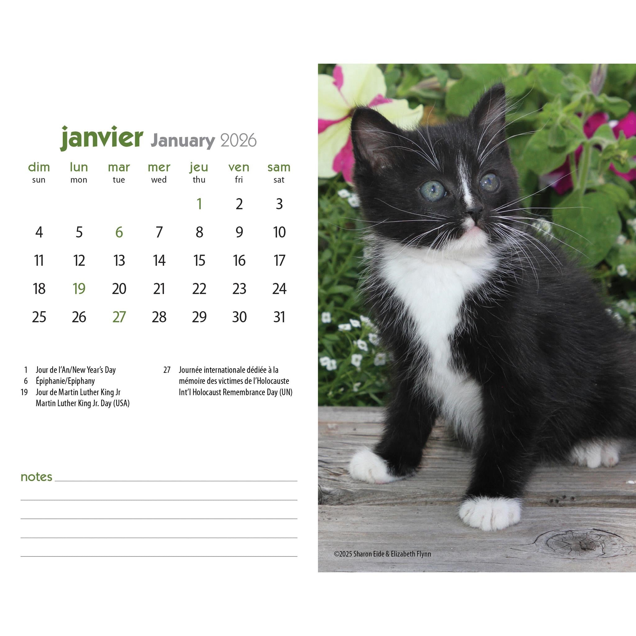 Calendrier chevalet double vue Chatons 2026 (français)