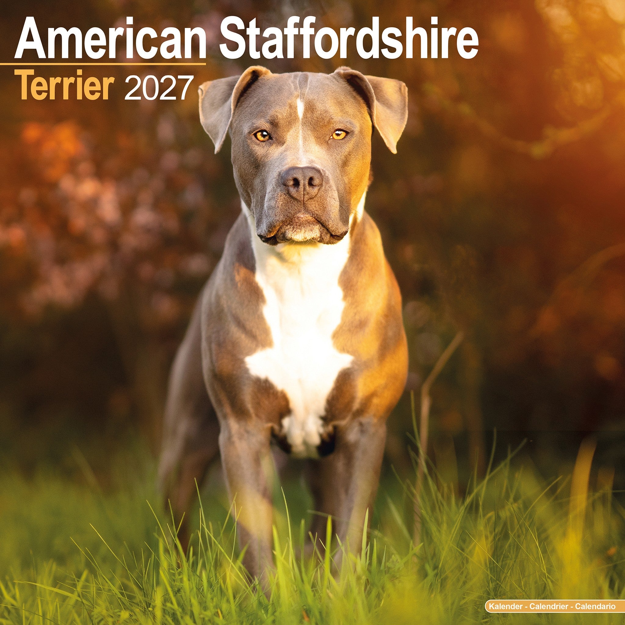 Calendrier mural American Staffordshire Terrier 2027 – En ligne seulement