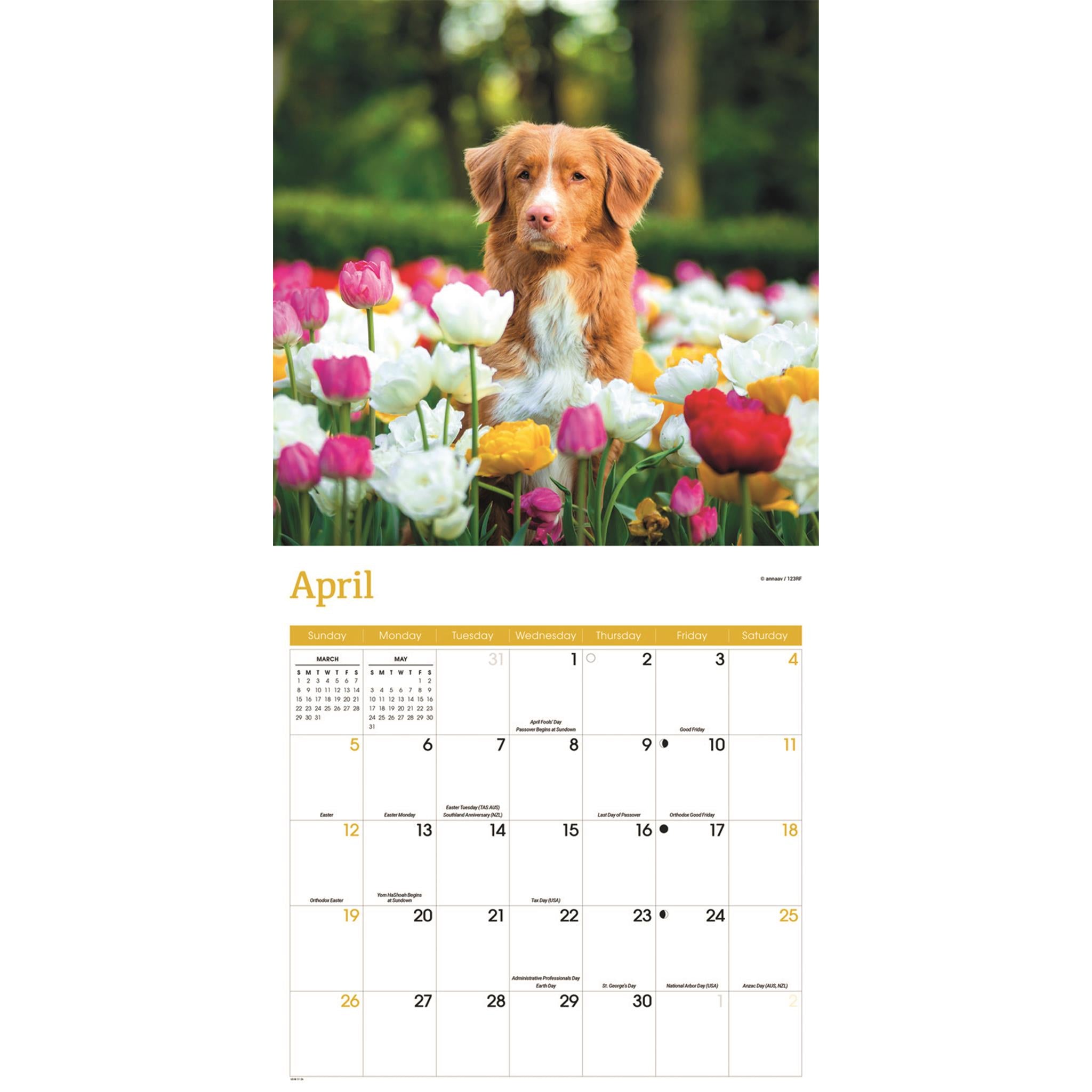 Calendrier mural 2026 du Retriever à tolling de la Nouvelle-Écosse