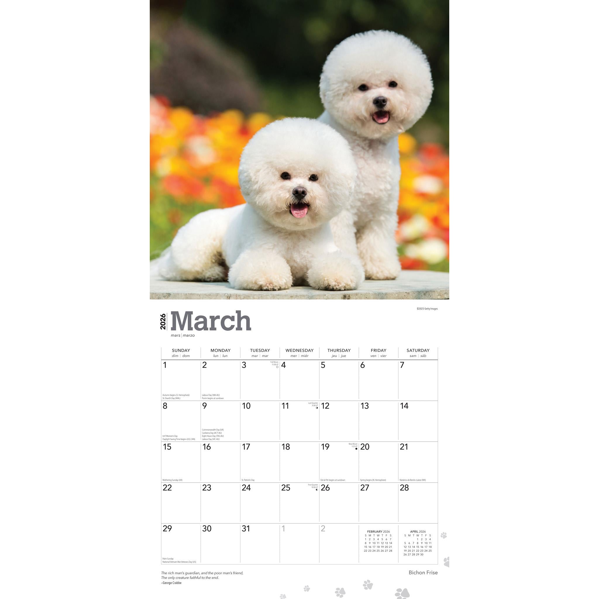 Calendrier mural Bichon Frisé 2026 - Disponible uniquement en ligne