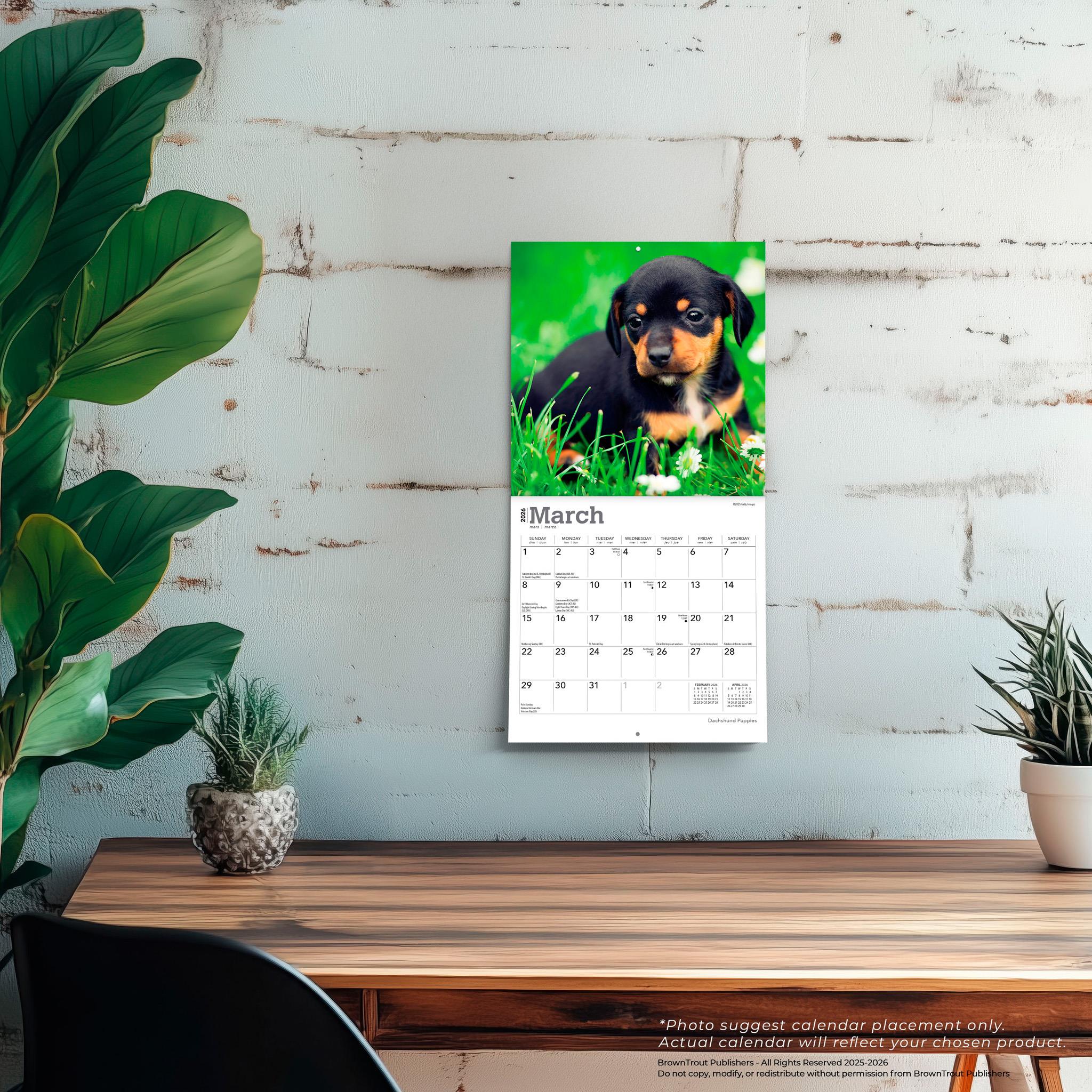 Dachshund Puppies 2026 Mini Calendar