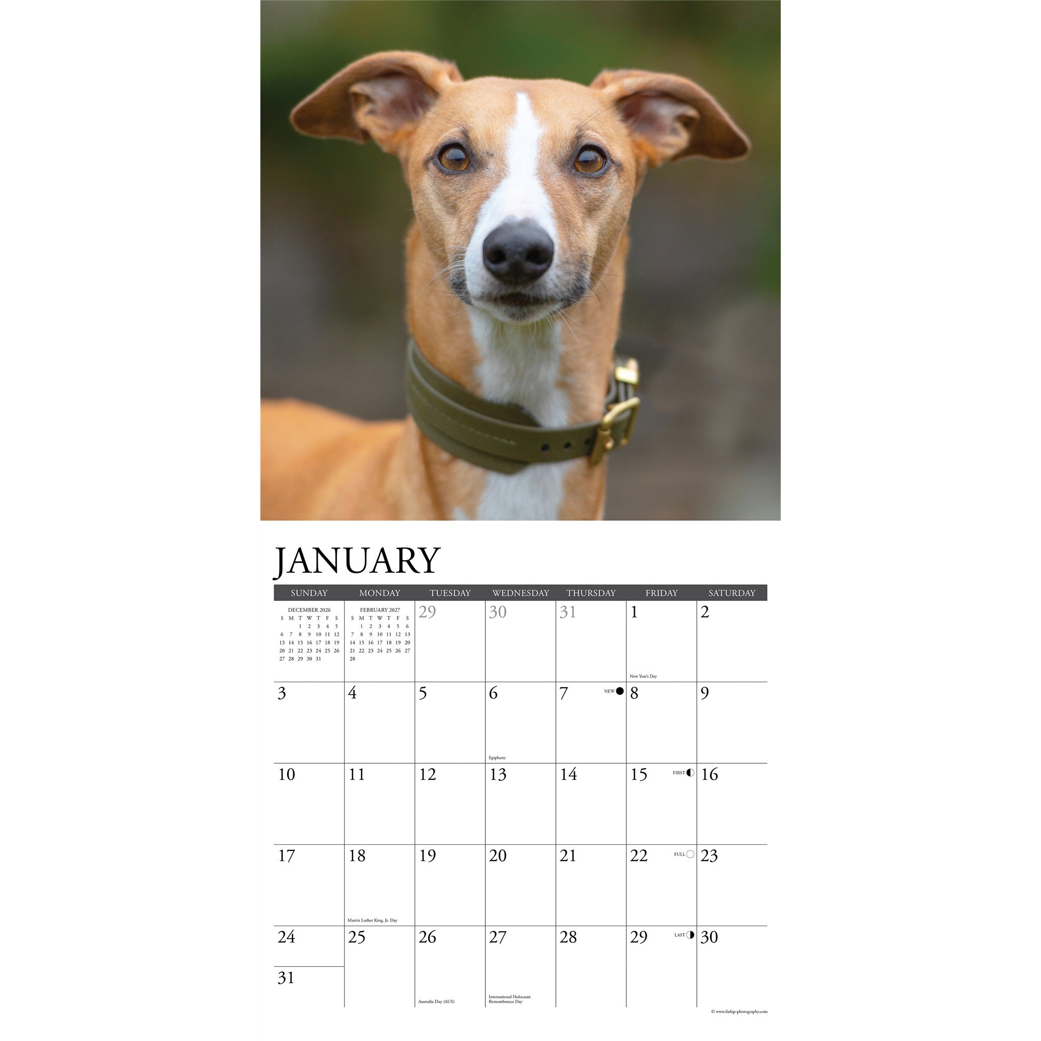 Whippets 2027 Wall Calendar