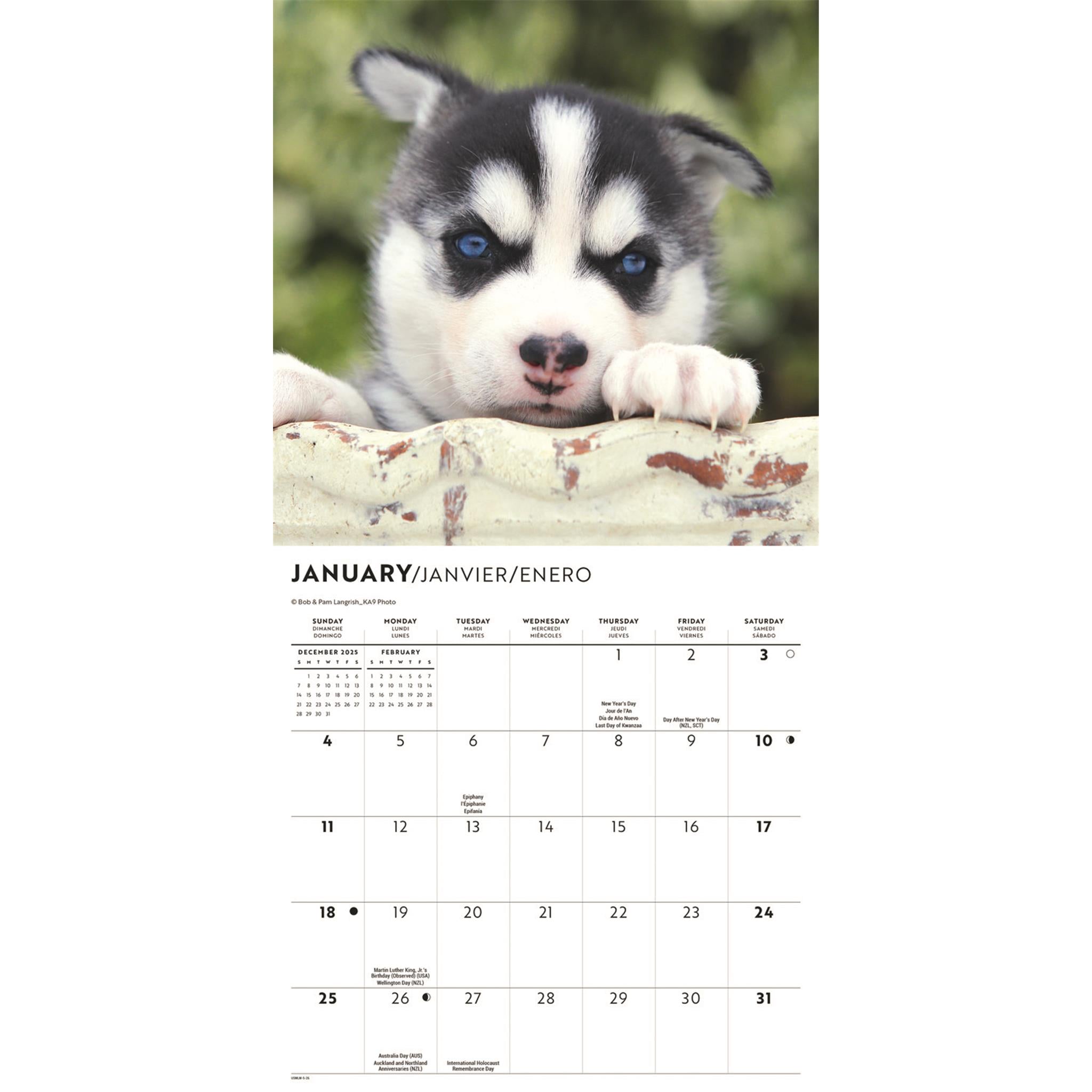 Mini calendrier 2026 des chiots Husky de Sibérie