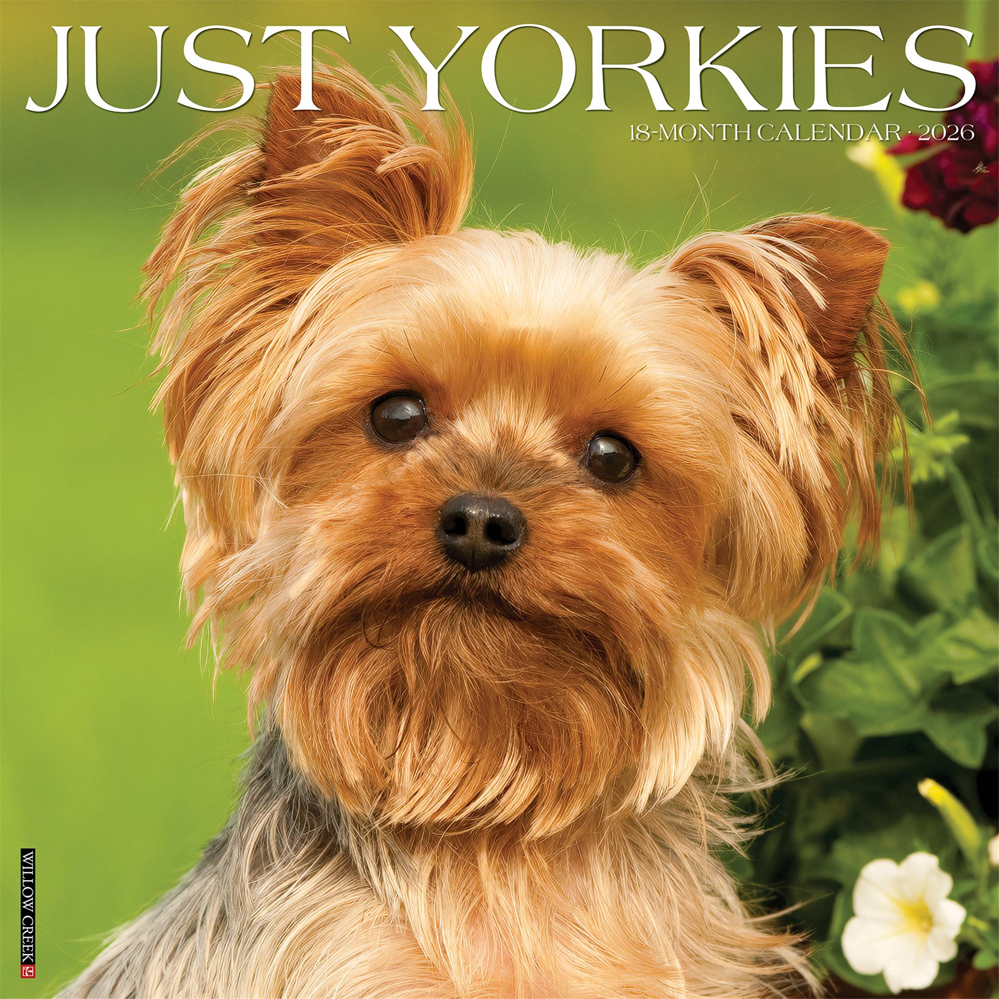 Calendrier mural Just Yorkies 2026