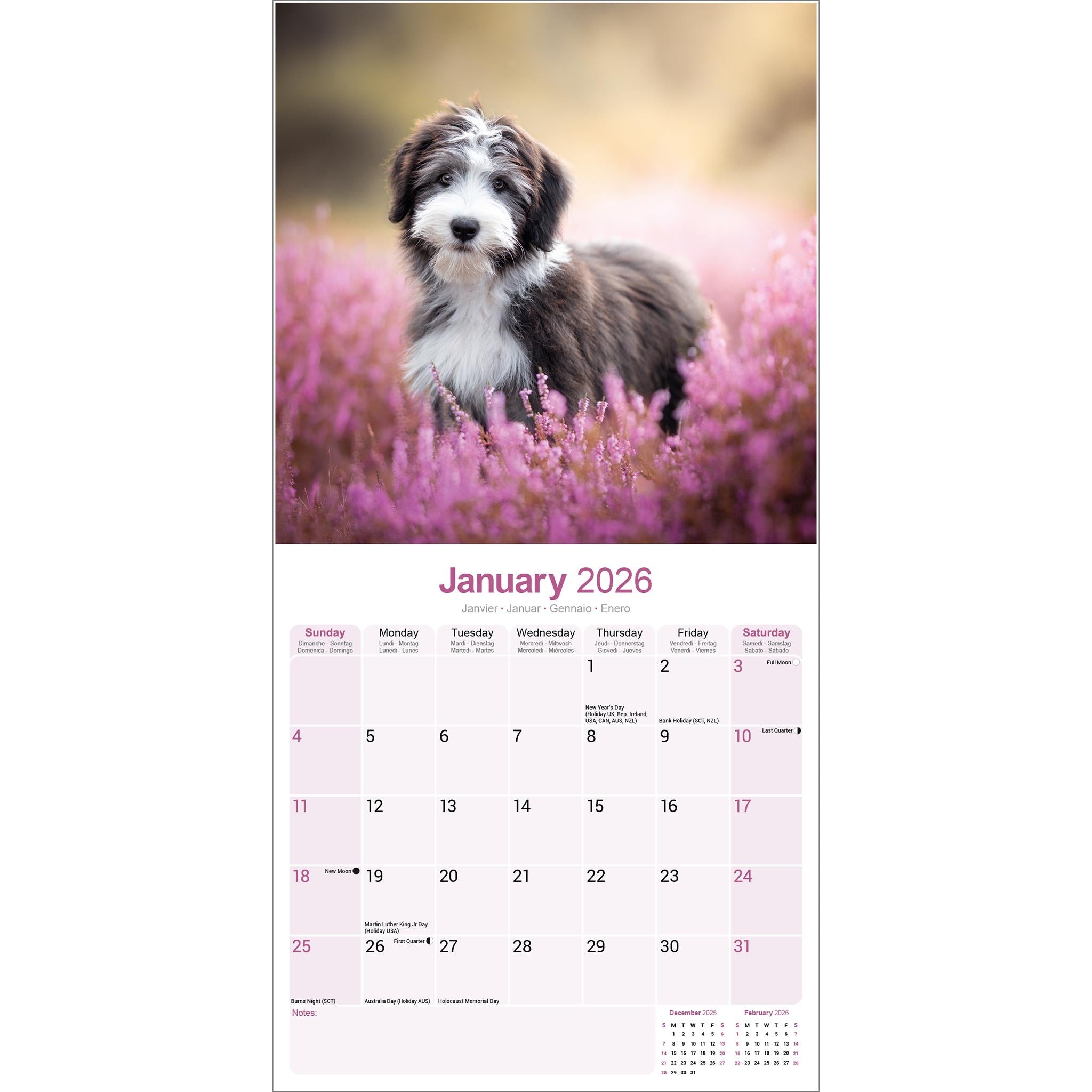 Bearded Collie Wall 2026 Calendar