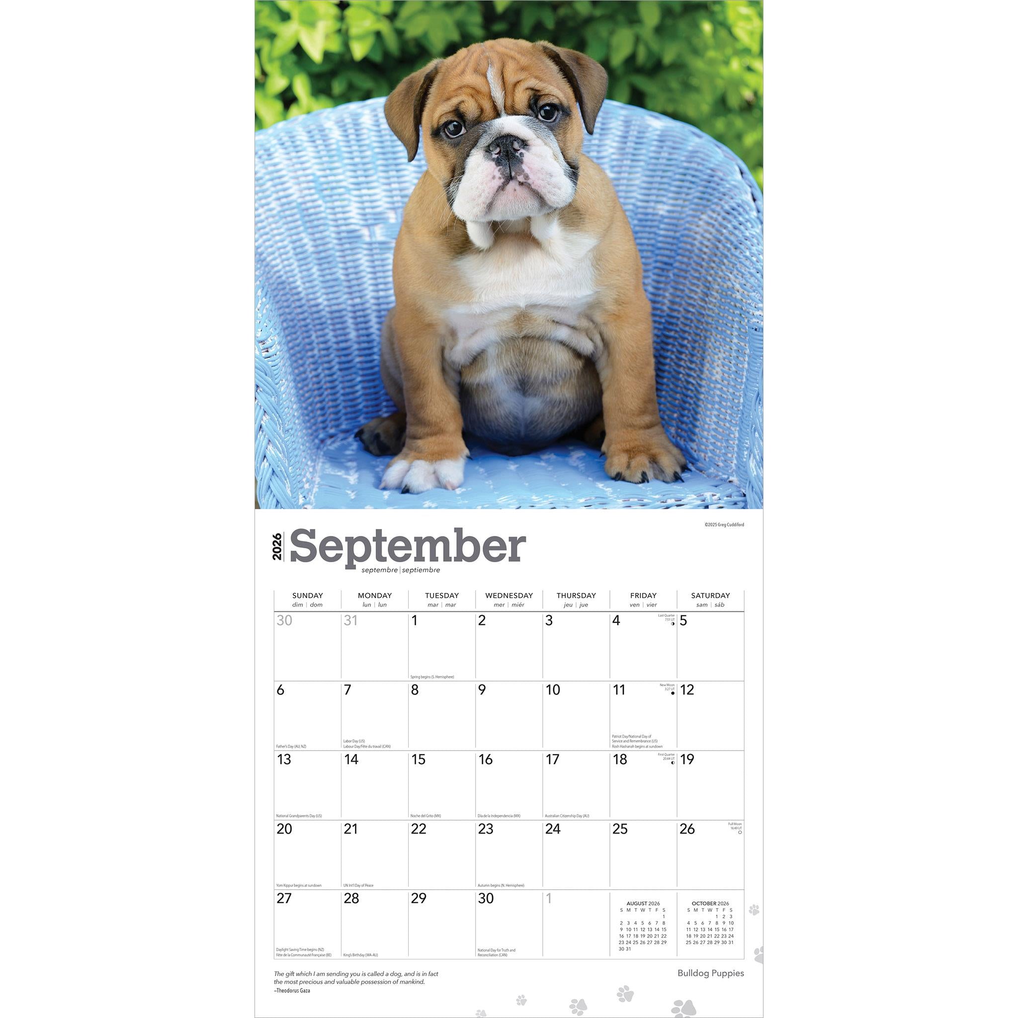 Calendrier mural 2026 Chiots Bouledogue - Disponible uniquement en ligne