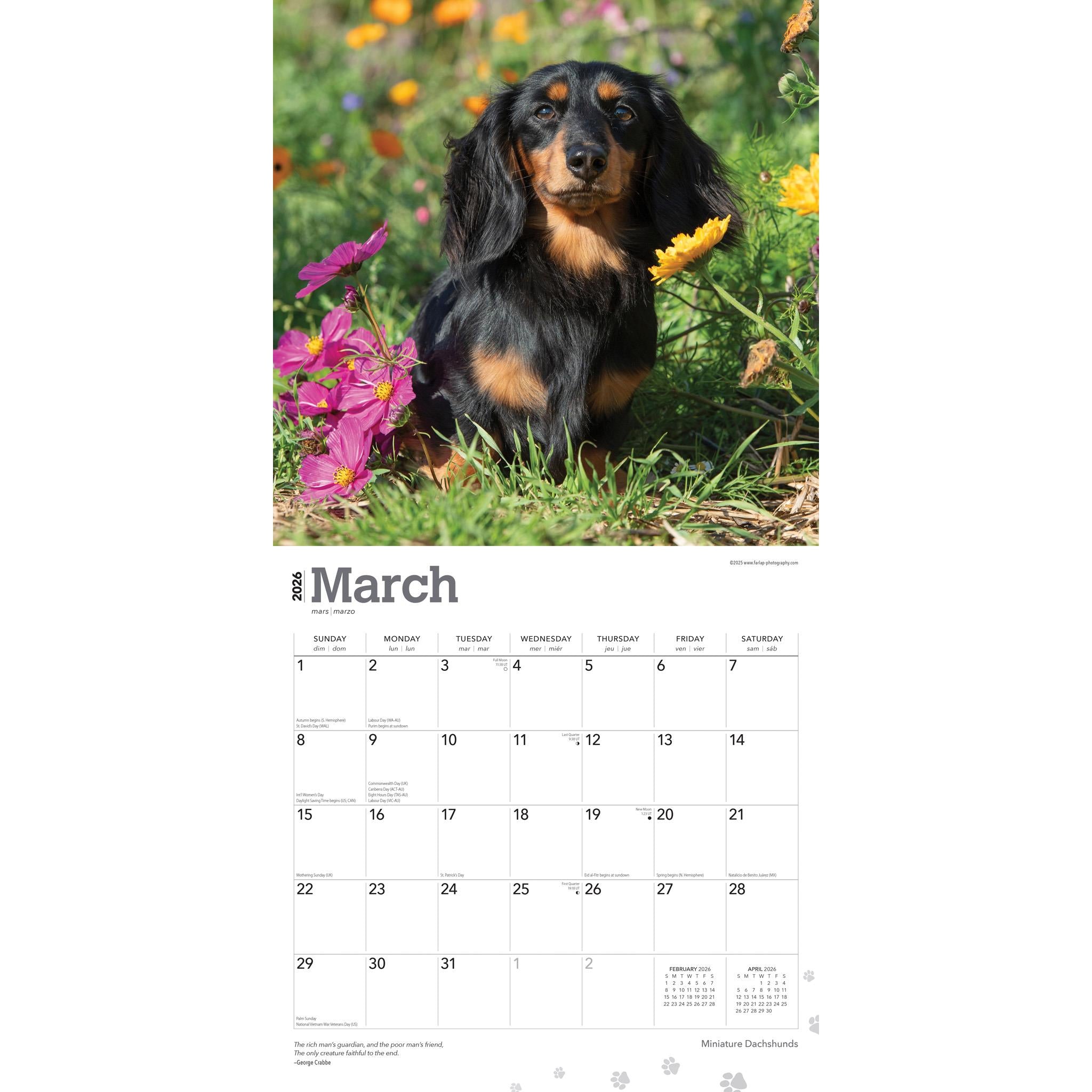 Miniature Dachshunds 2026 Wall Calendar