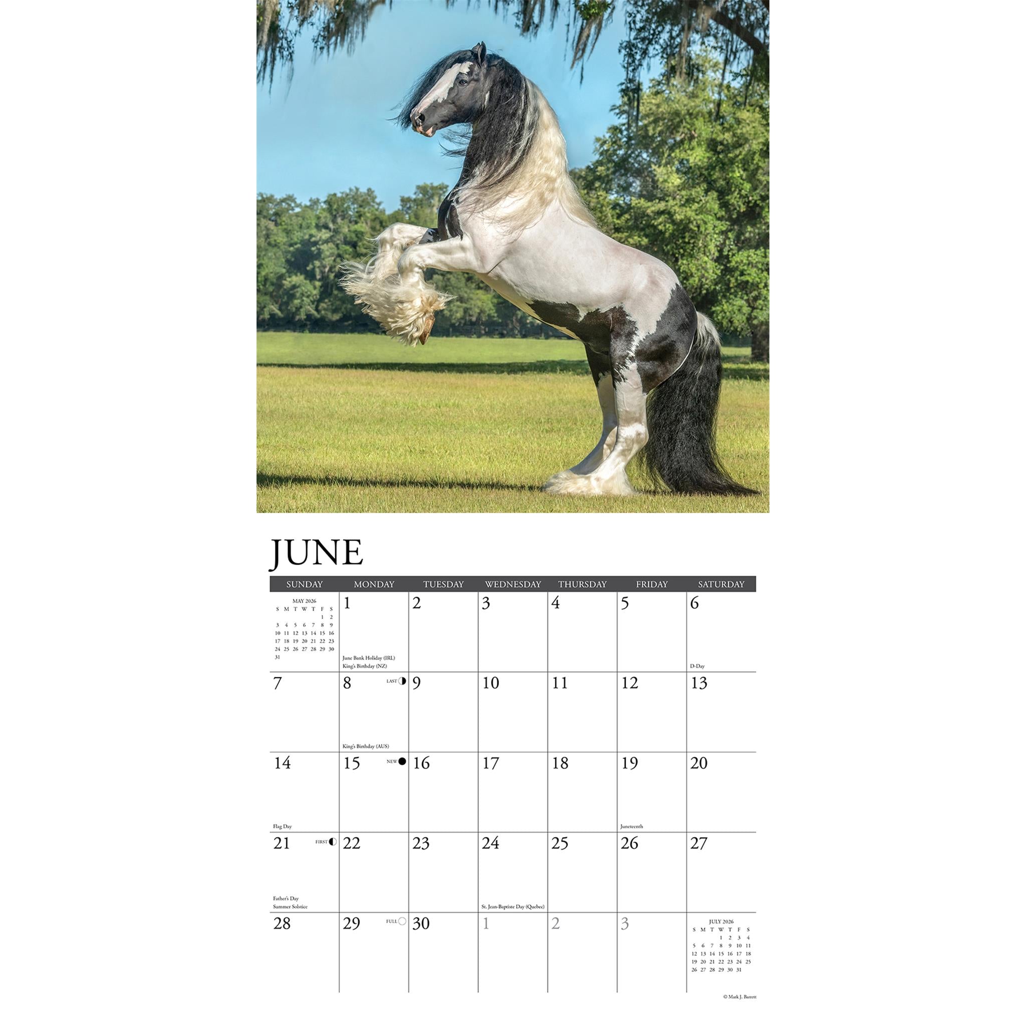 Calendrier mural 2026 Gypsy Vanner Horse