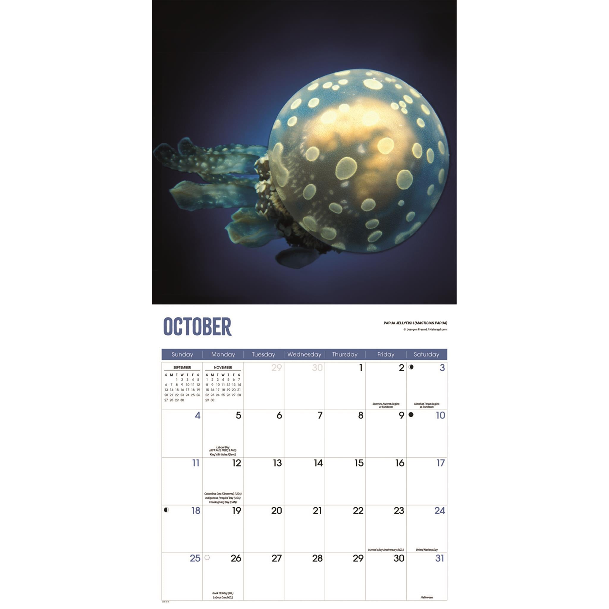 Jellyfish 2026 Wall Calendar