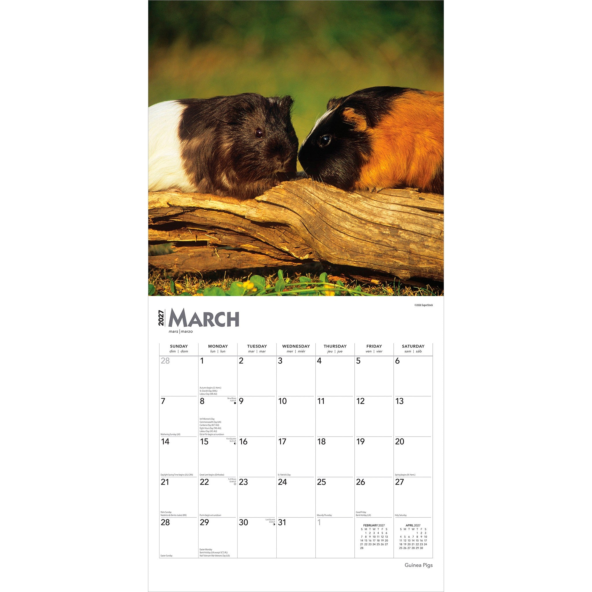 Guinea Pigs 2027 Wall Calendar
