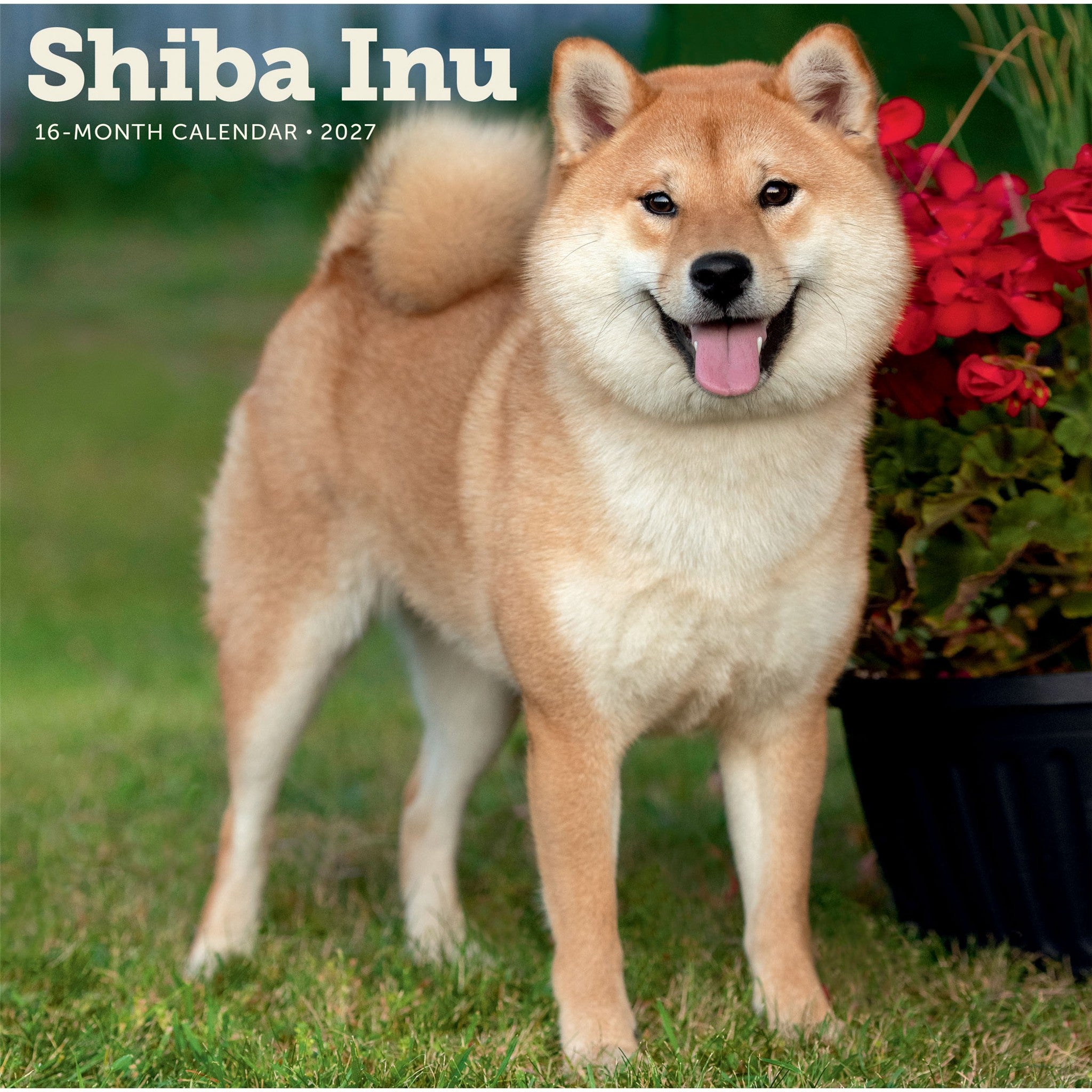 Calendrier mural Shiba Inu 2027