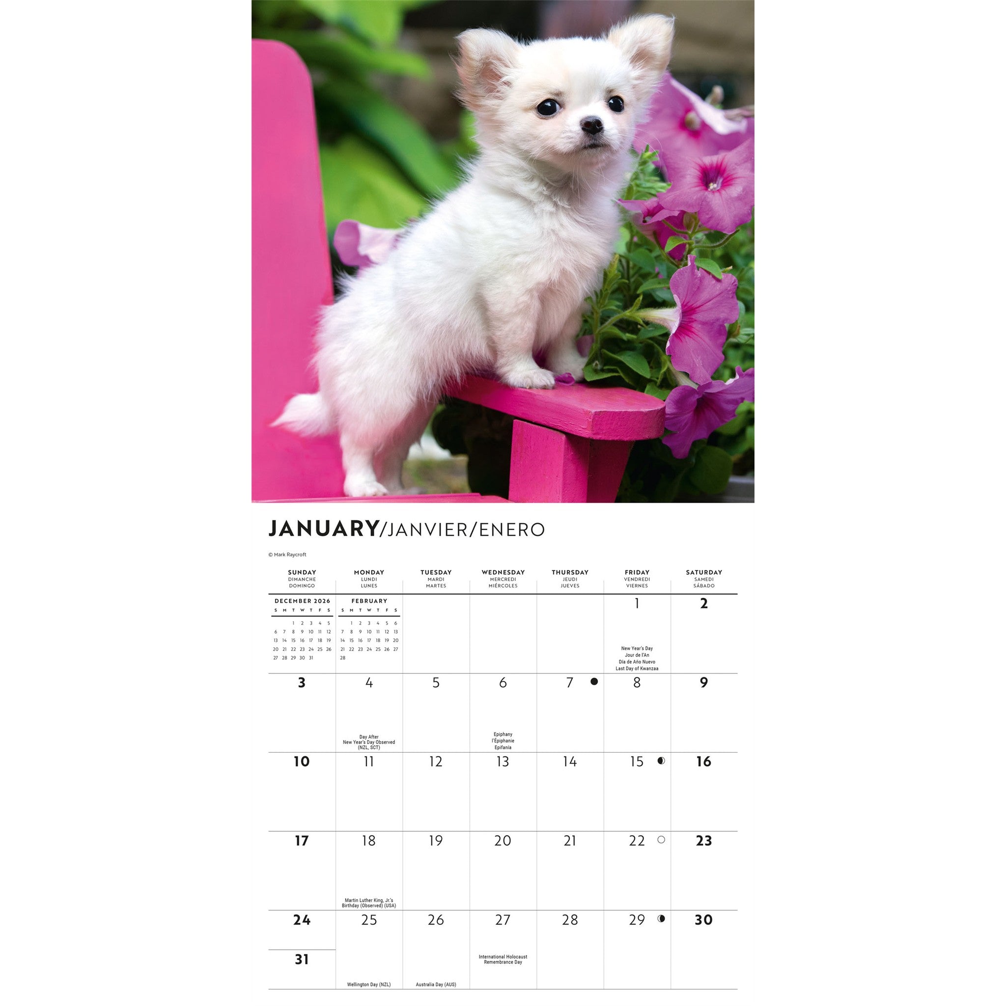 Calendrier Mini Chiots Chihuahuas 2027