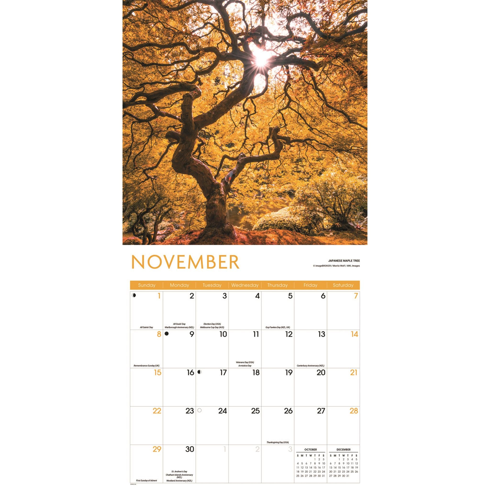Calendrier mural Arbres 2026