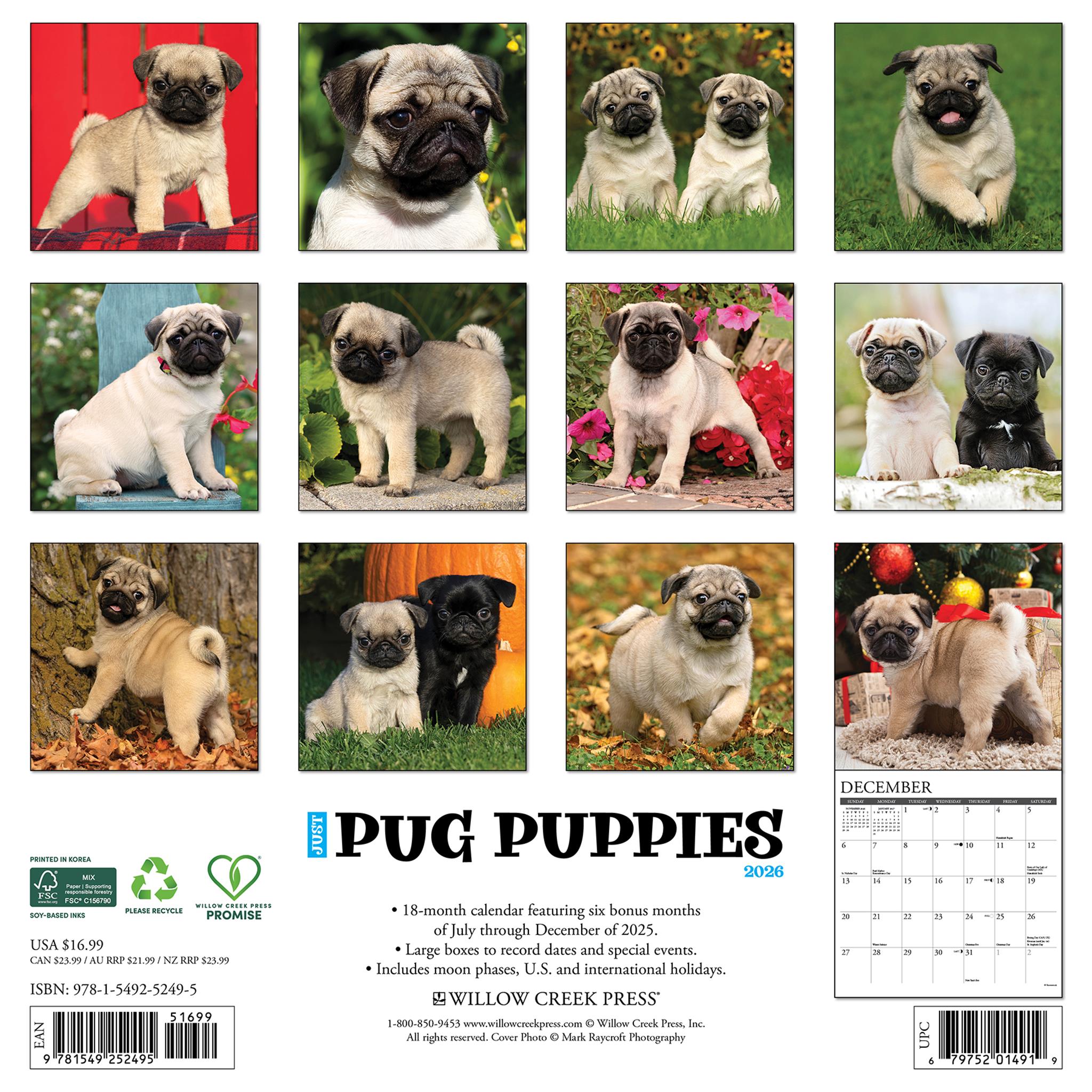 Calendrier mural 2026 « Just Pug Puppies »