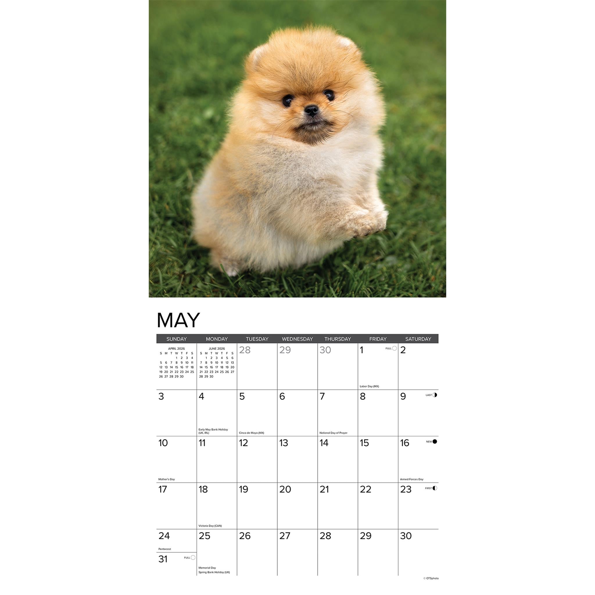 Calendrier mural 2026 « Juste des chiots Poméraniens »