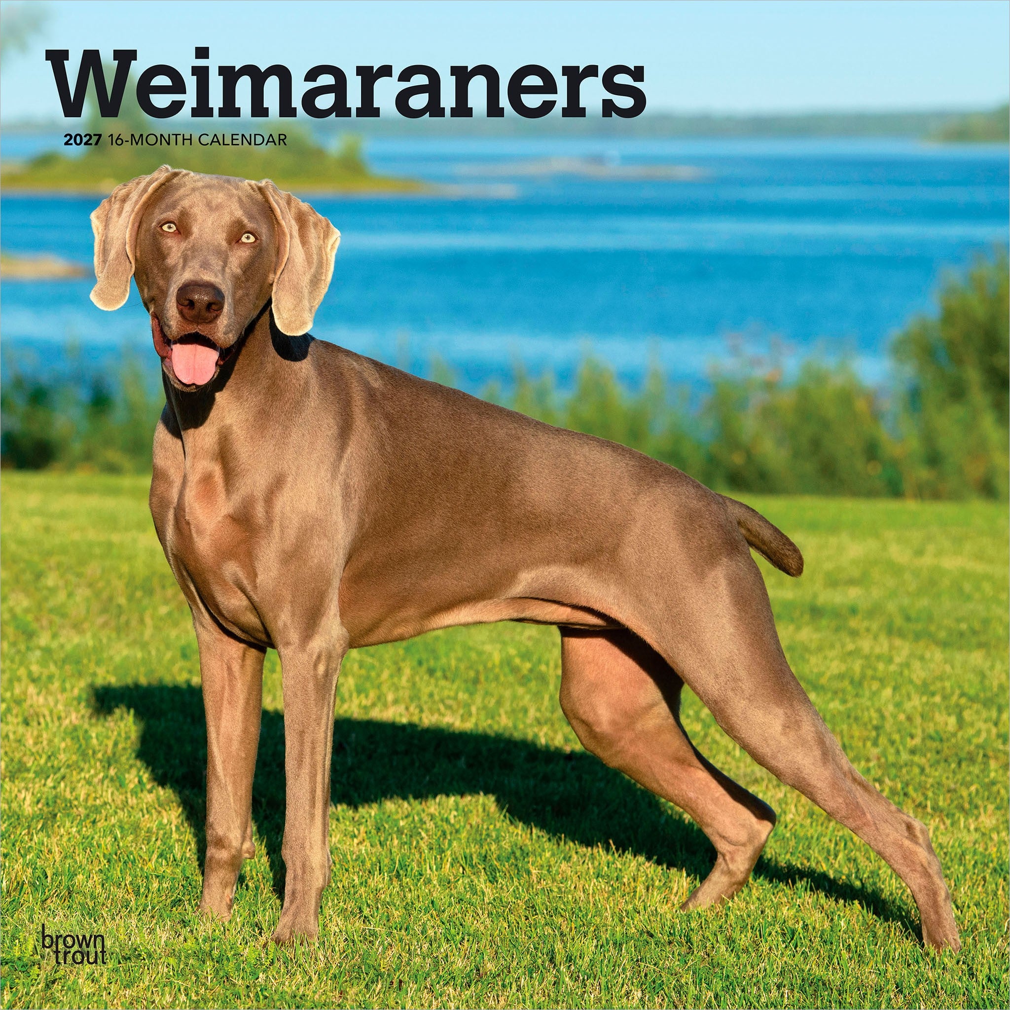 Weimaraners 2027 Wall Calendar