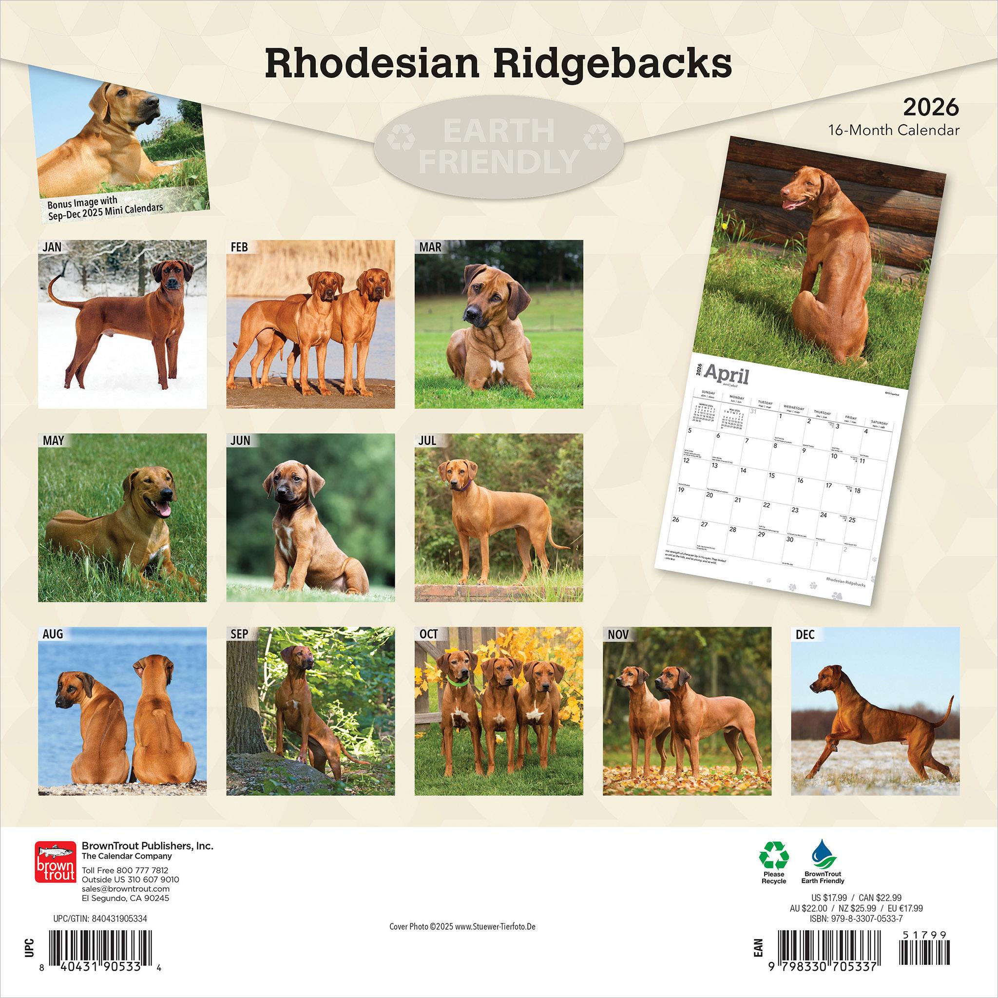 Calendrier mural Rhodesian Ridgebacks 2026