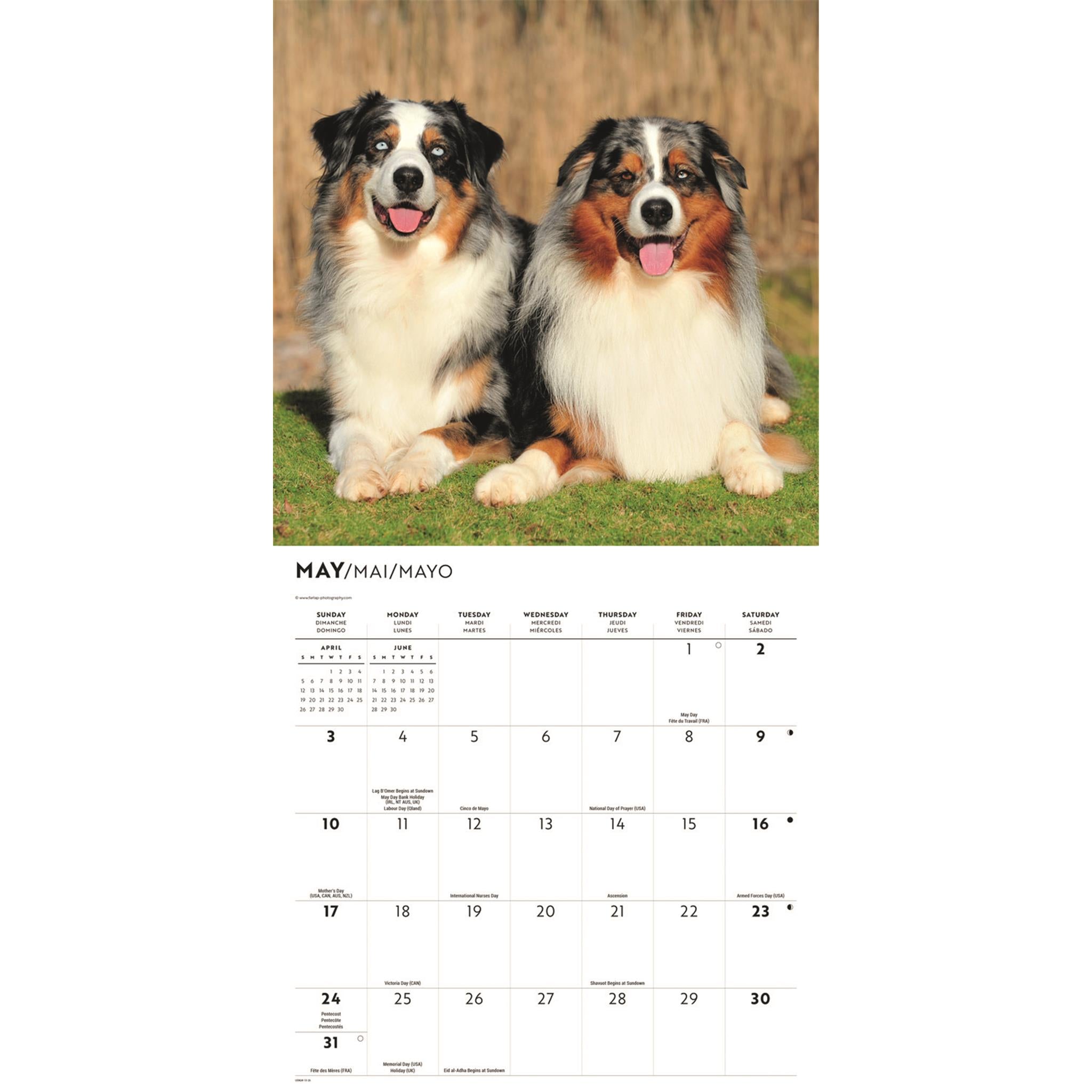 Calendrier mural des Bergers Australiens 2026