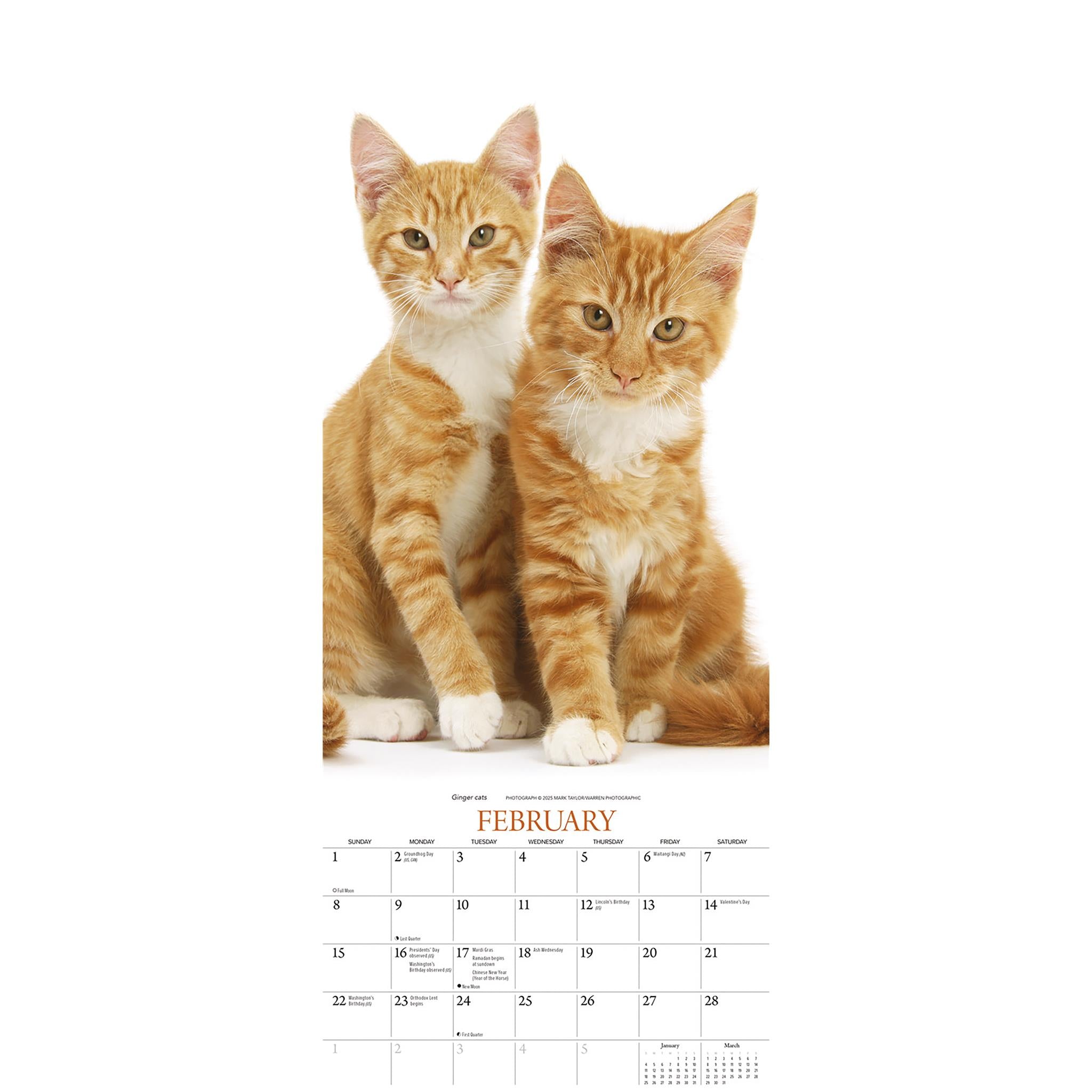 Calendrier des chats 2026