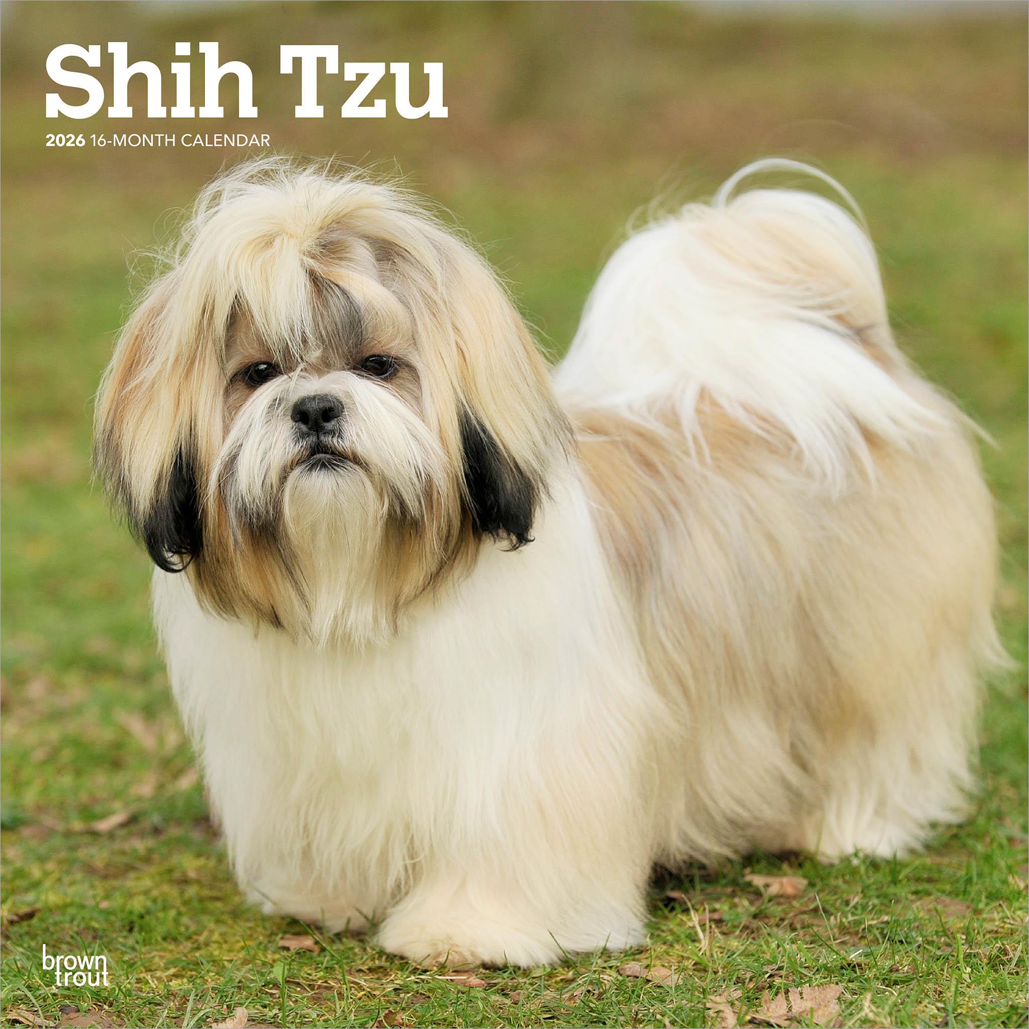 Calendrier mural Shih Tzu 2026