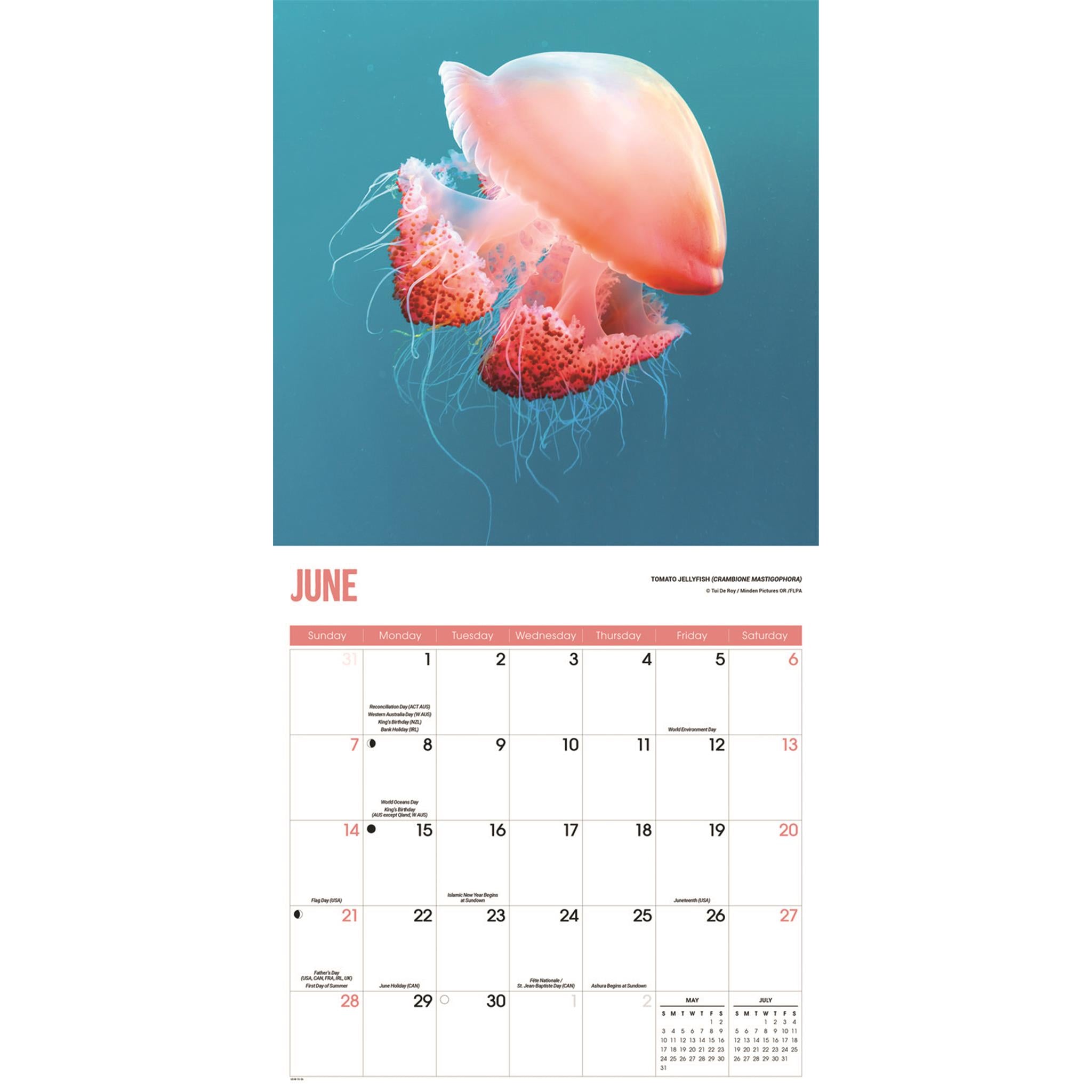 Jellyfish 2026 Wall Calendar