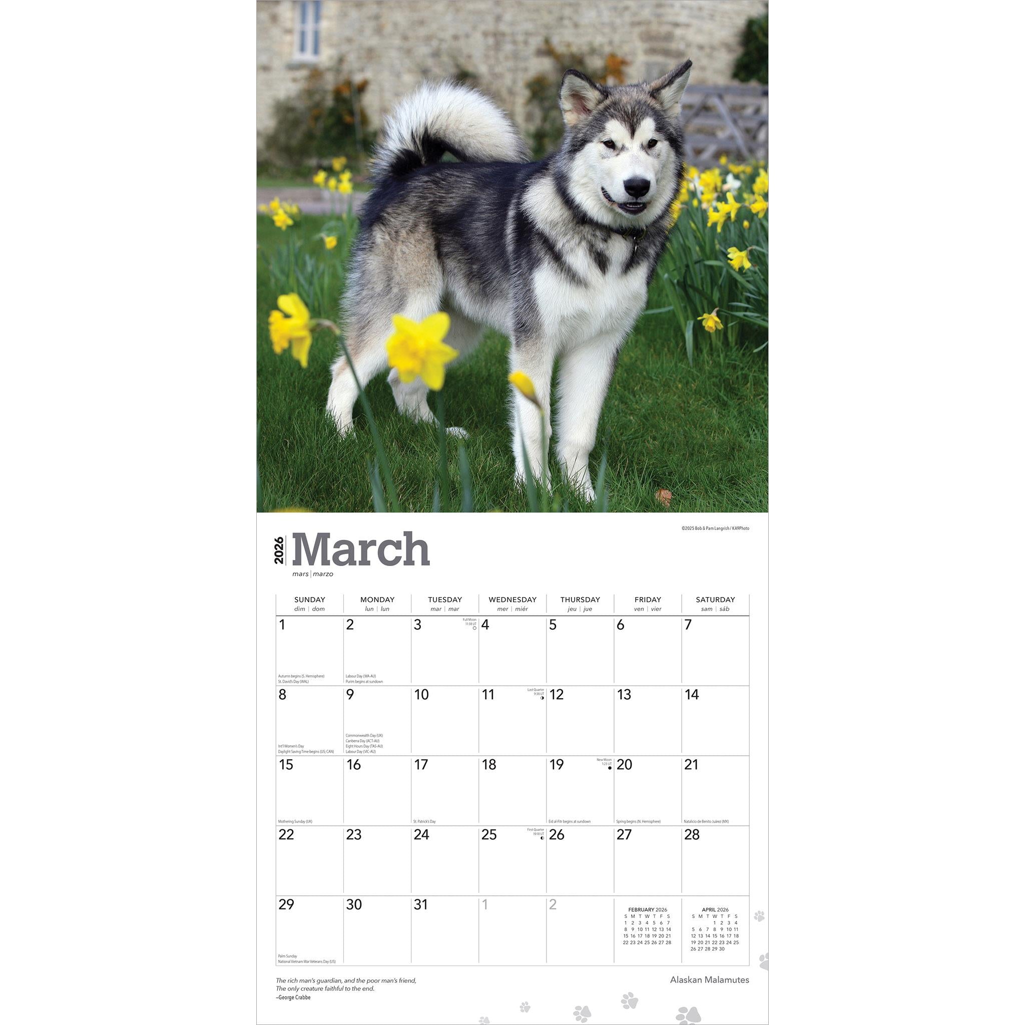 Alaskan Malamutes 2026 Wall Calendar