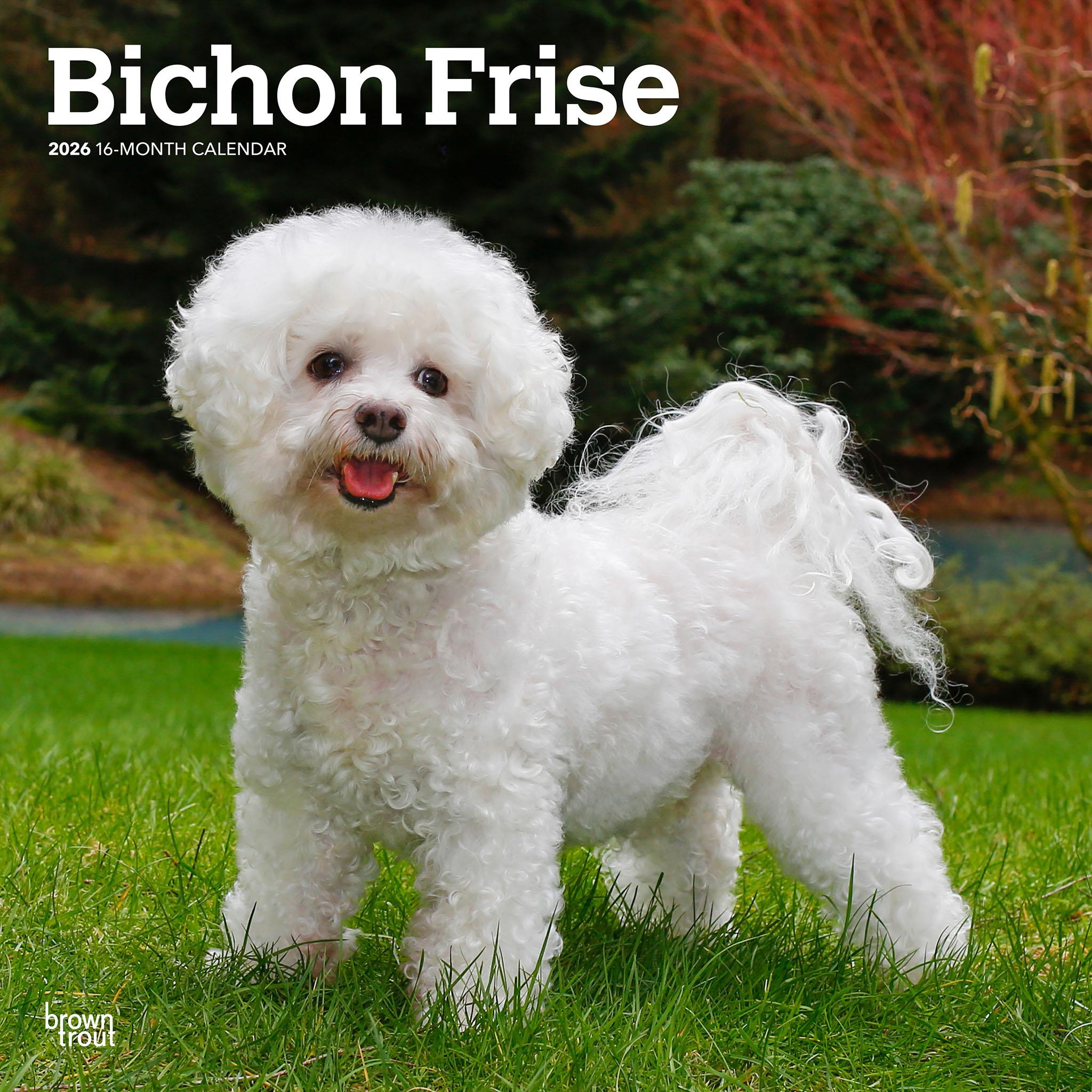 Calendrier mural Bichon Frisé 2026 - Disponible uniquement en ligne