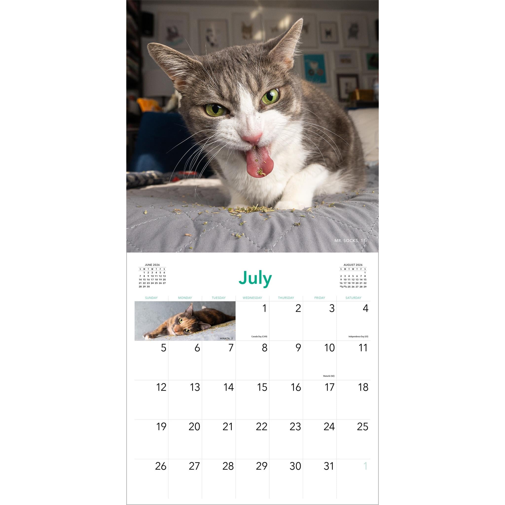 Calendrier mural Chats sous herbe à chat 2026