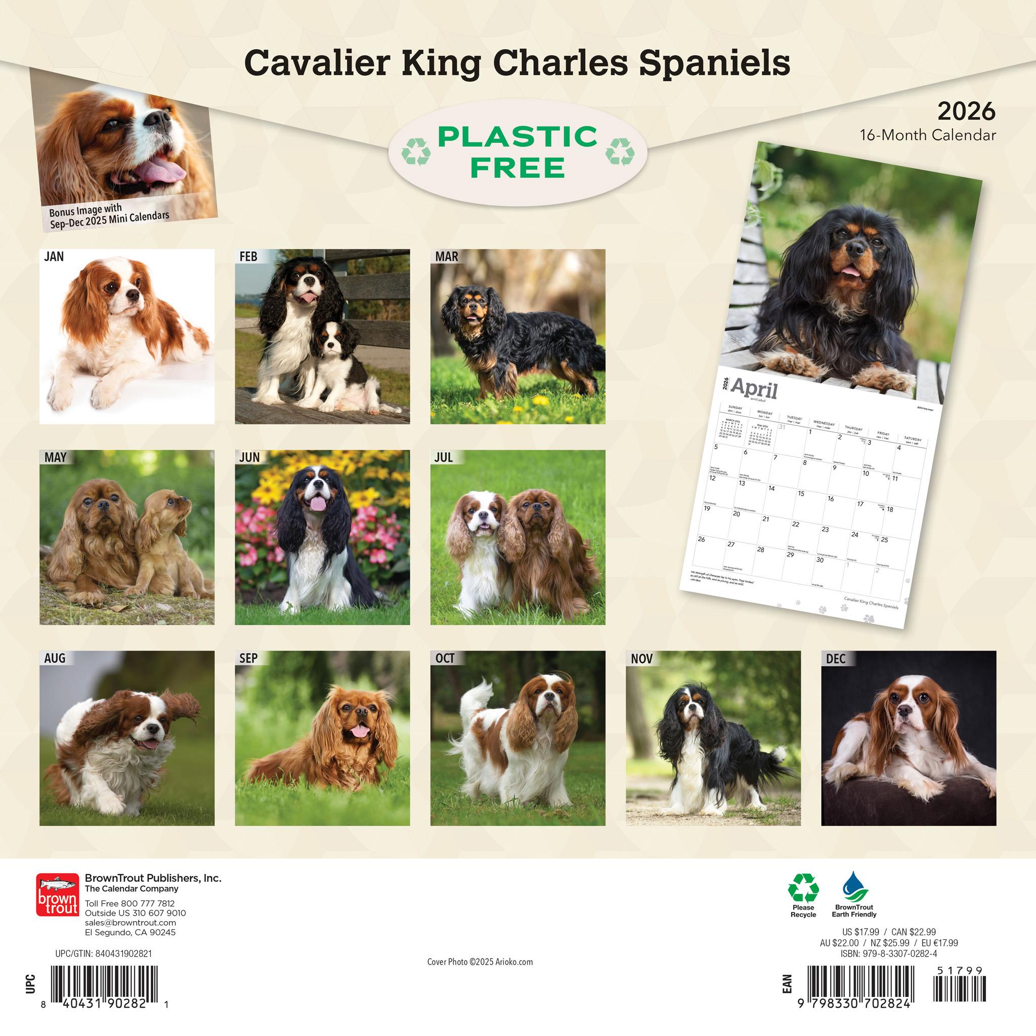 Calendrier mural Cavalier King Charles Spaniels 2026