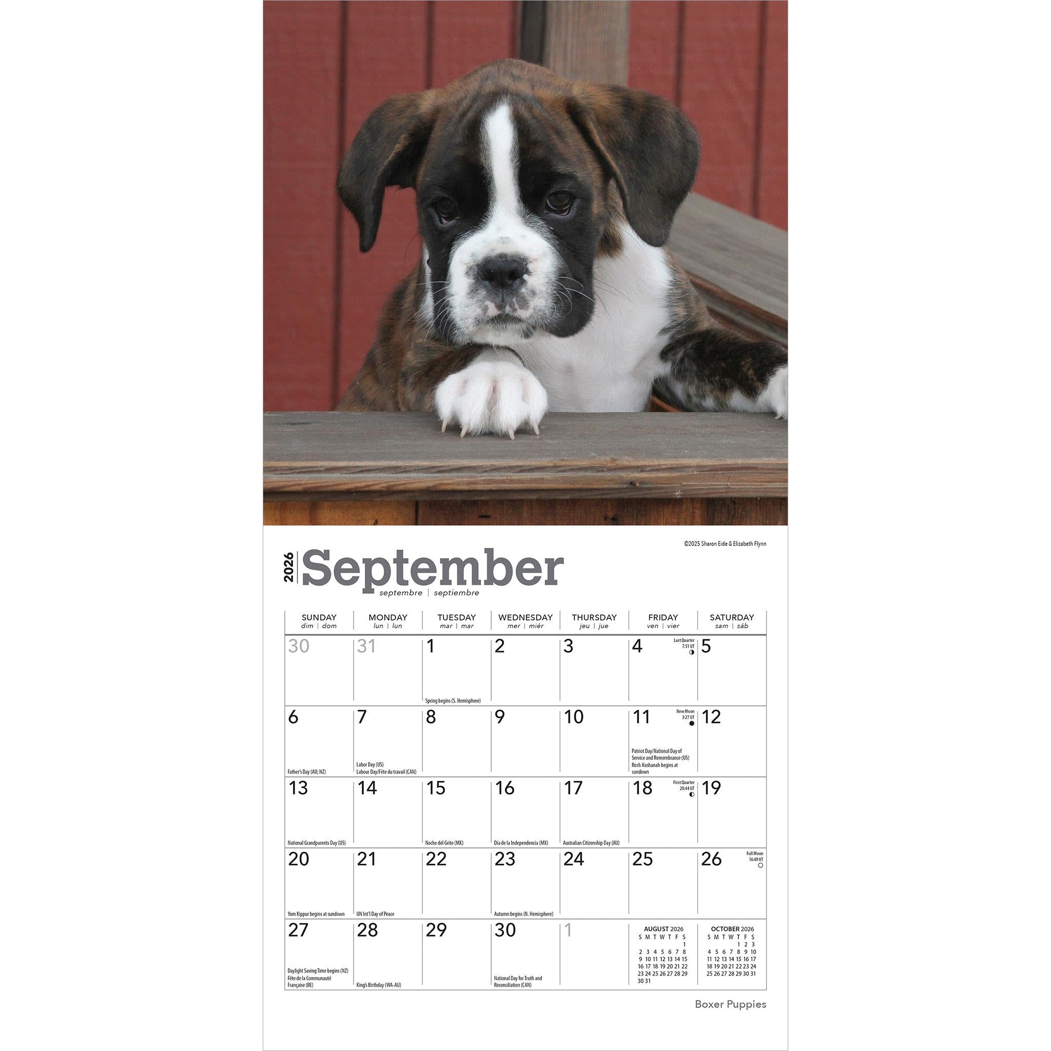 Boxer Puppies 2026 Mini Calendar