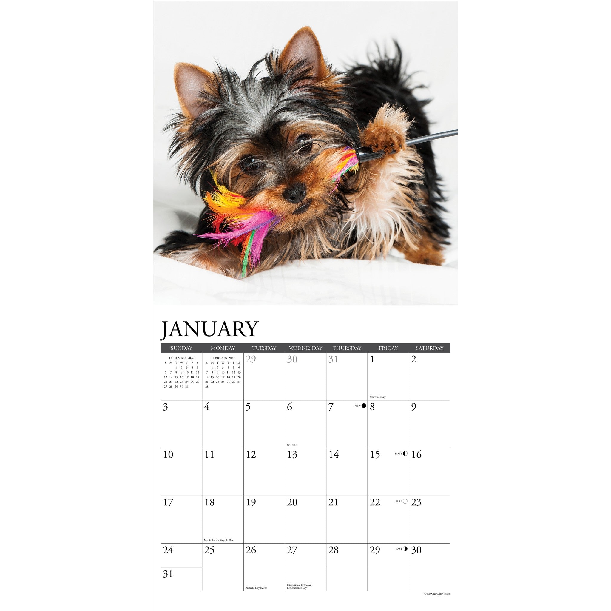 Yorkie Puppies 2027 Wall Calendar