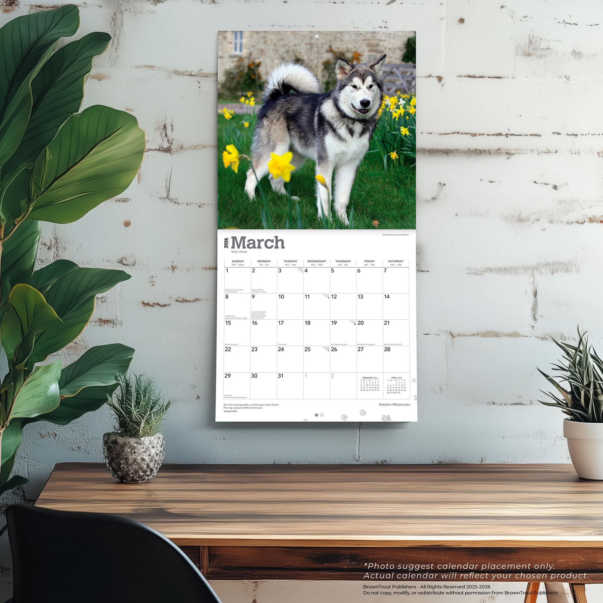 Alaskan Malamutes 2026 Wall Calendar