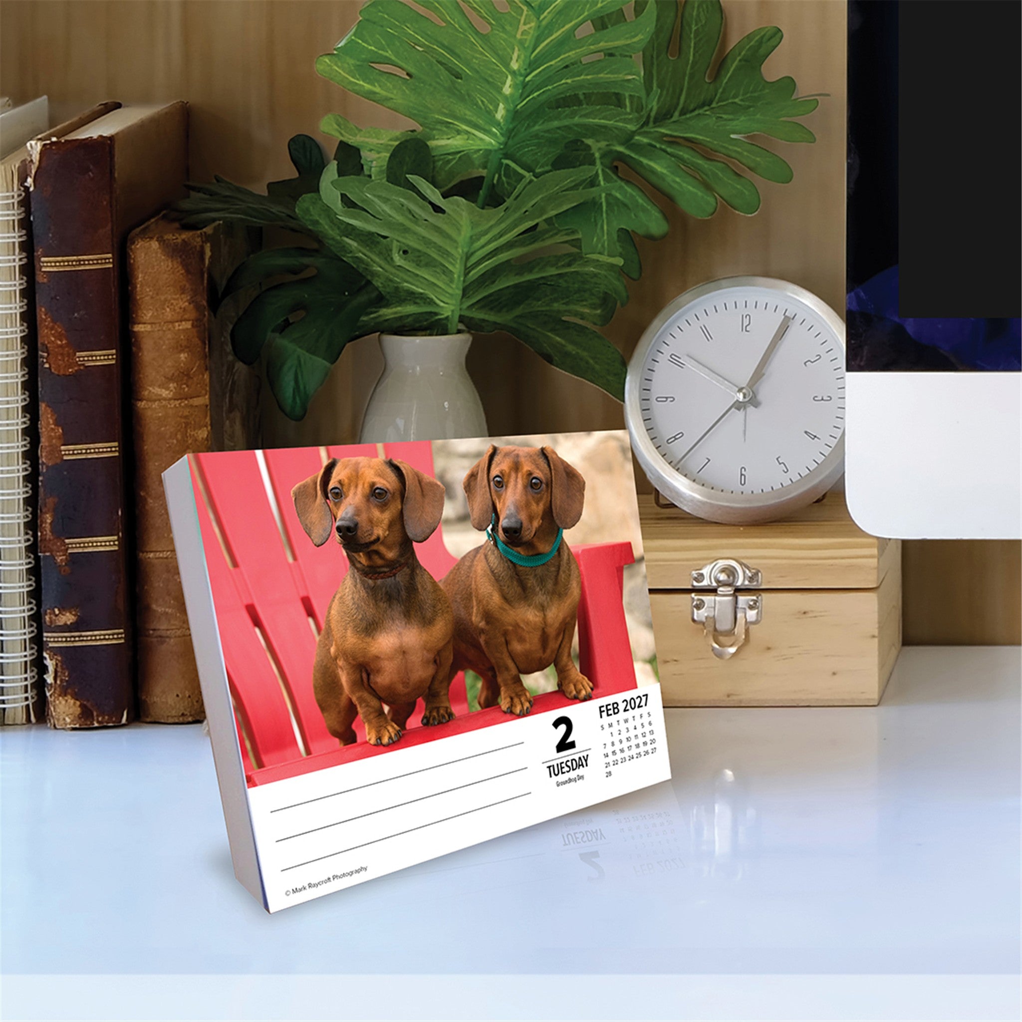 Dachshunds 2027 Box Calendar