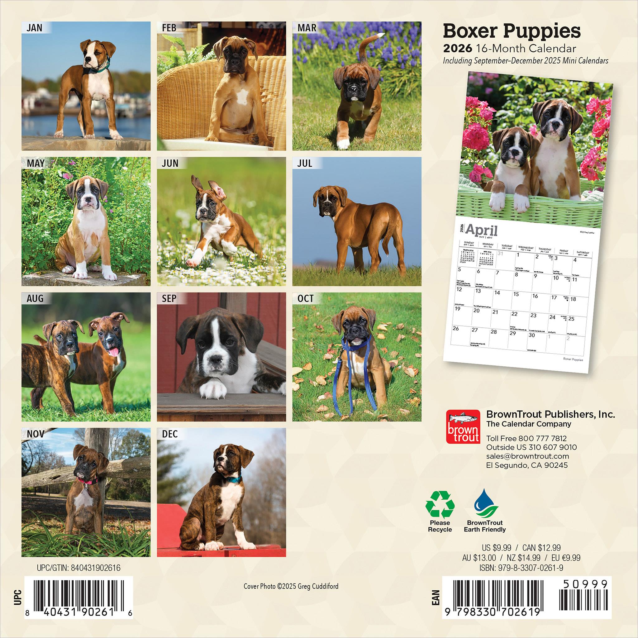 Mini calendrier des chiots Boxer 2026