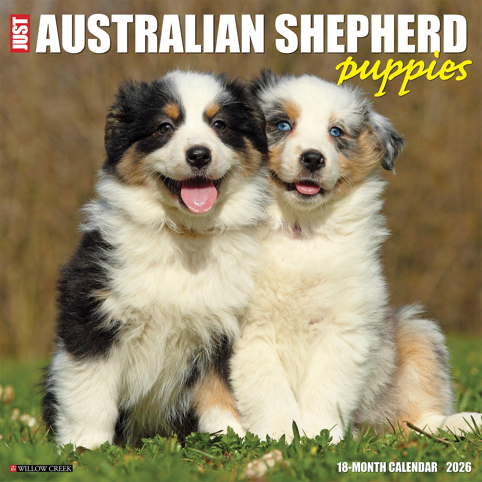 Calendrier mural 2026 « Just Australian Shepherd Puppies »