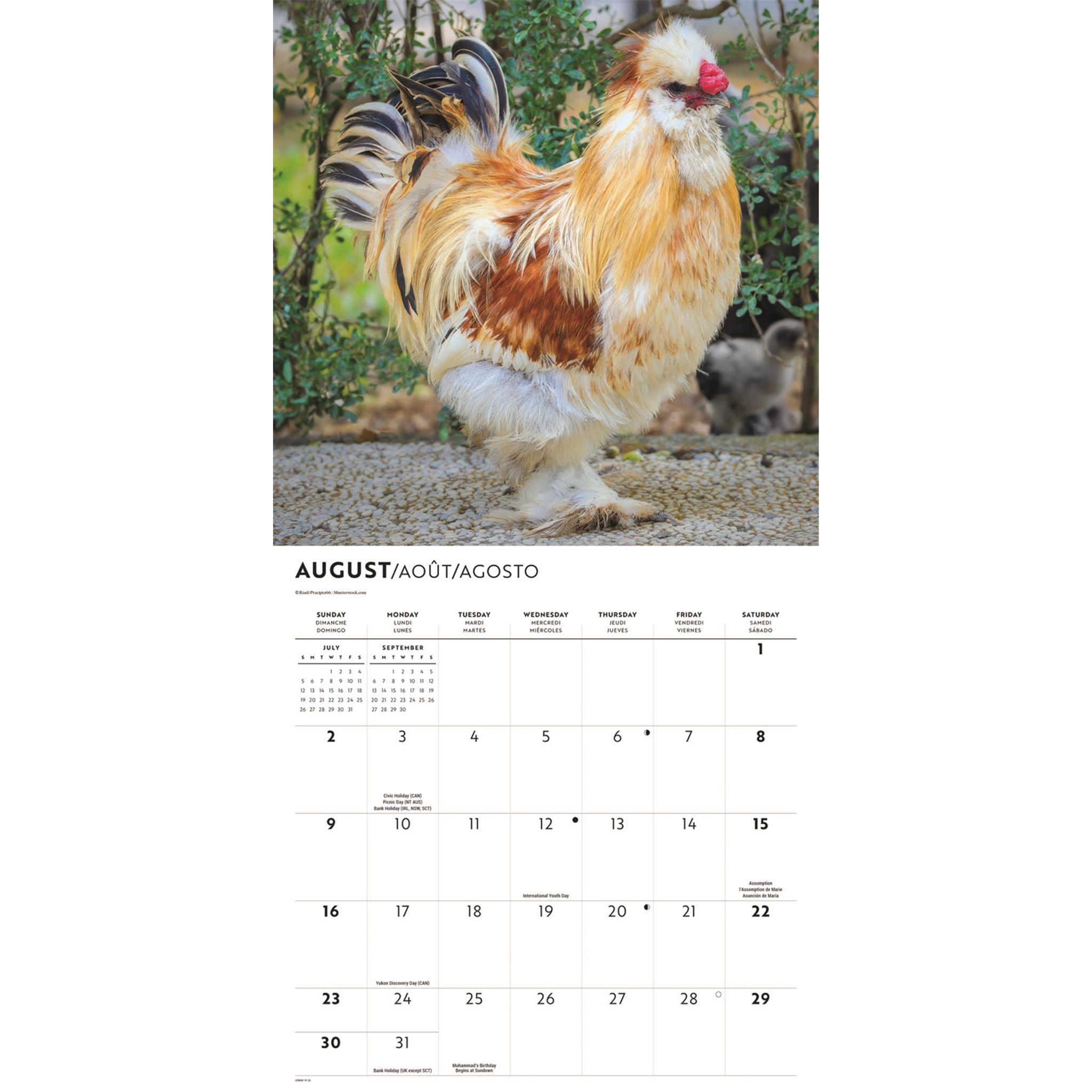 Calendrier mural des poulets 2026